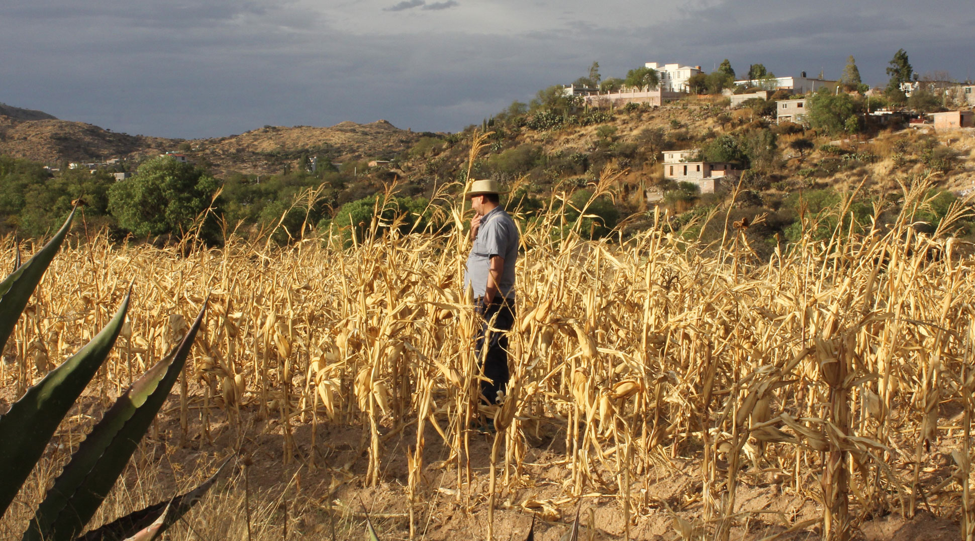 Man standing in a field of harvested corn in Mexico. The sky is grey and in the background is a small hill with three white buildings on.