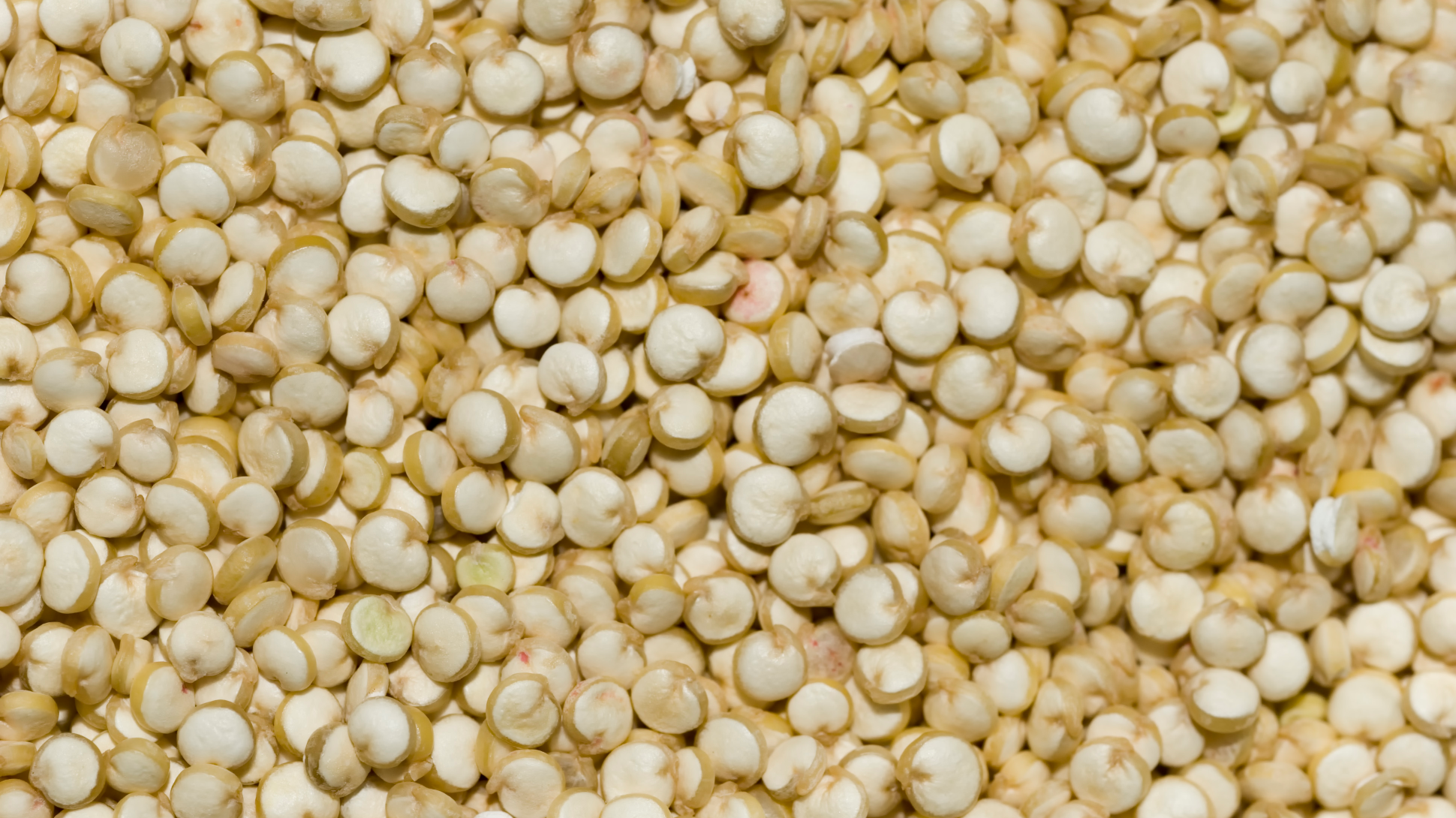 A close up of multiple white round quinoa seeds