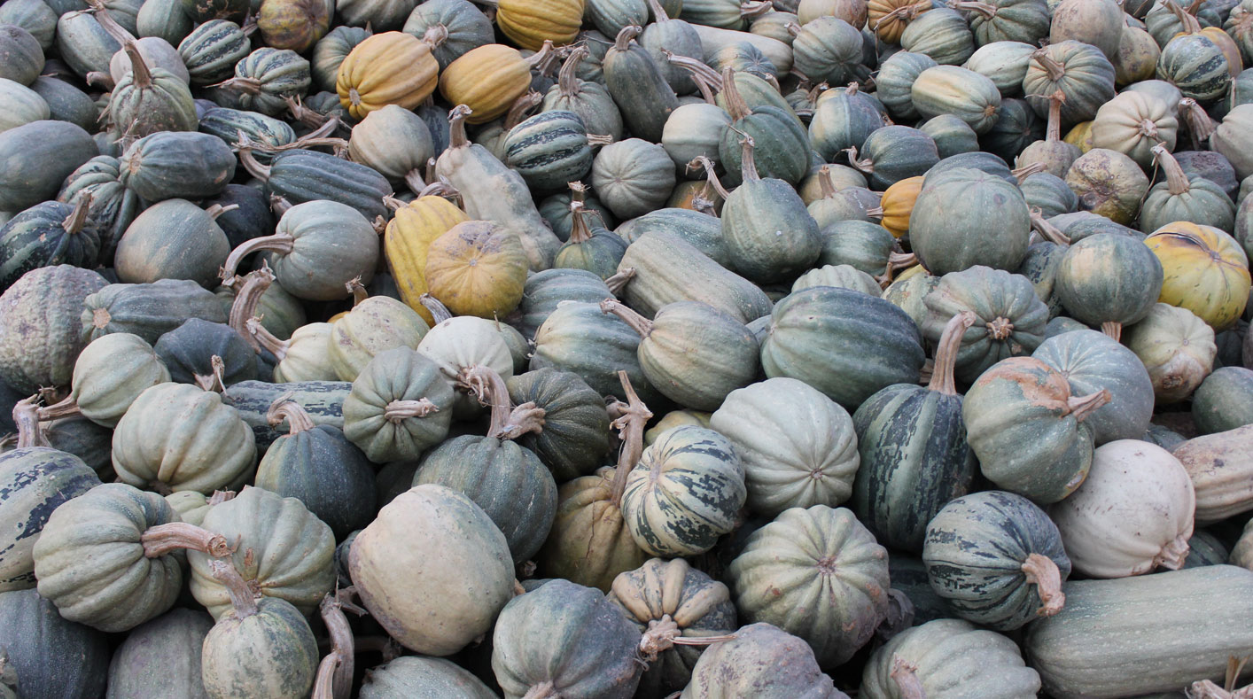 Lots of round squash. Most are grey coloured but two are yellow