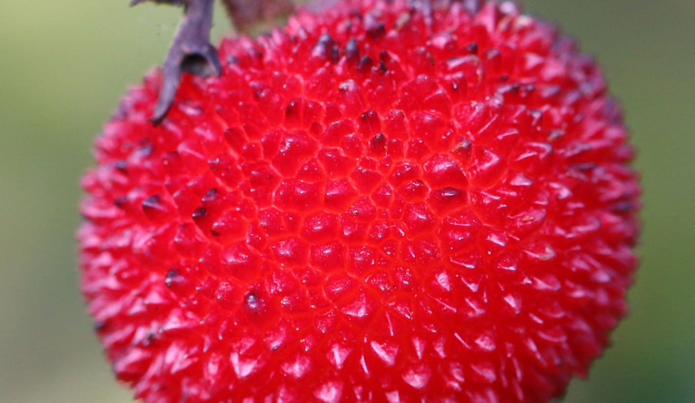The round vibrant pinky red fruit of strawberry tree. The fruit looks like a mix of raspberry and strawberry