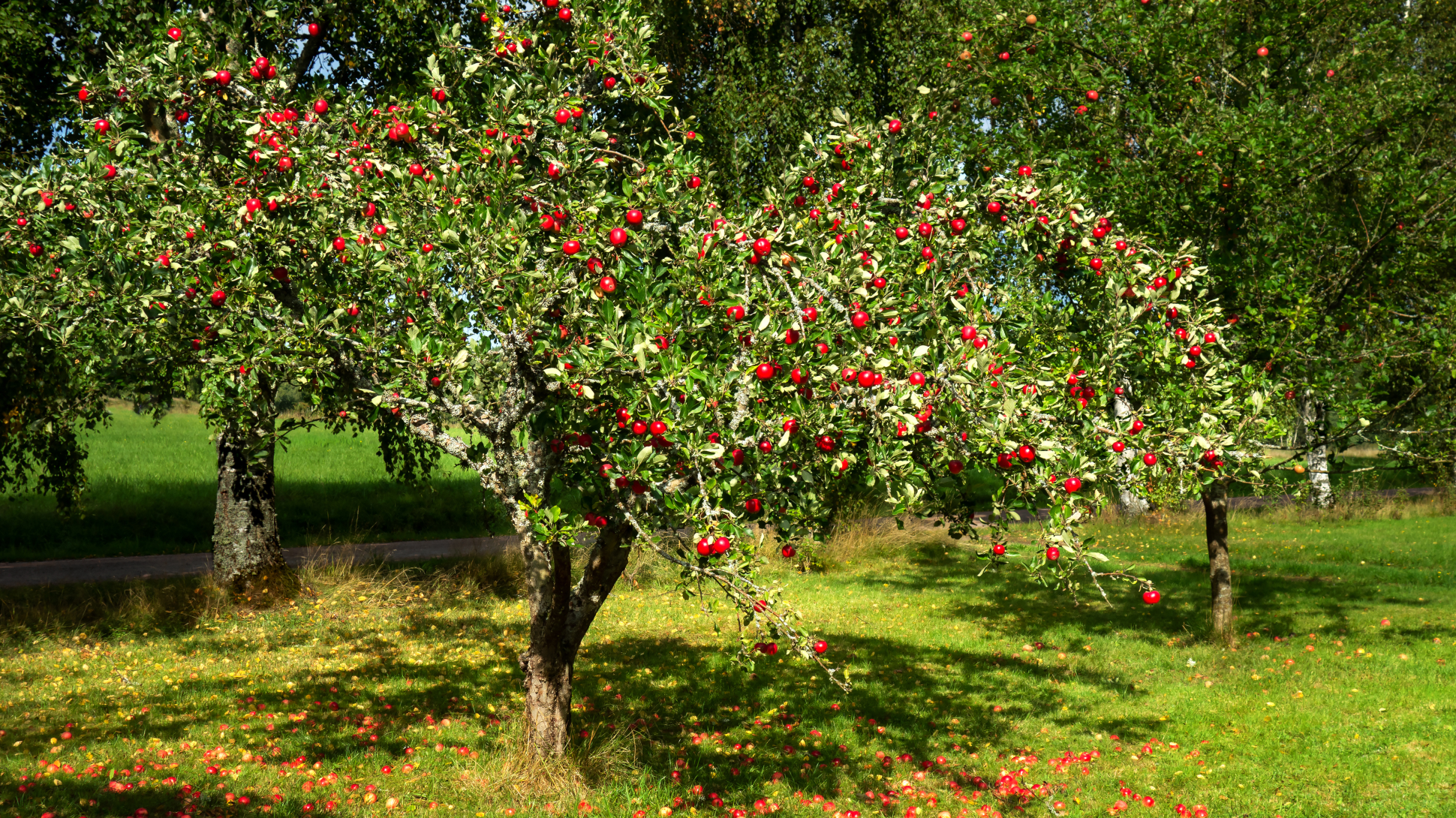 A wide spreading tree with the most red apples you could imagine