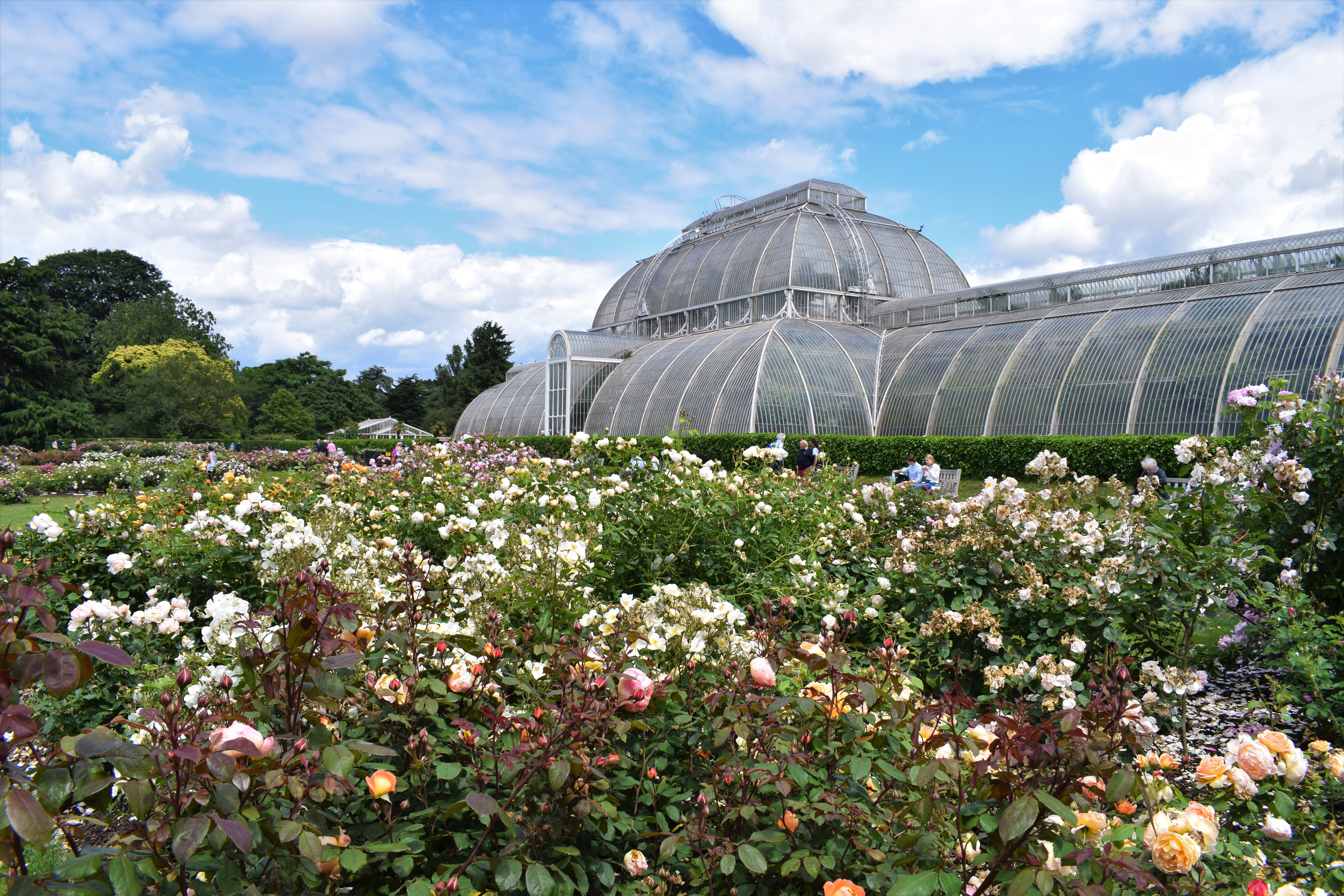 Several colourful roses growing in front of a large glasshouse