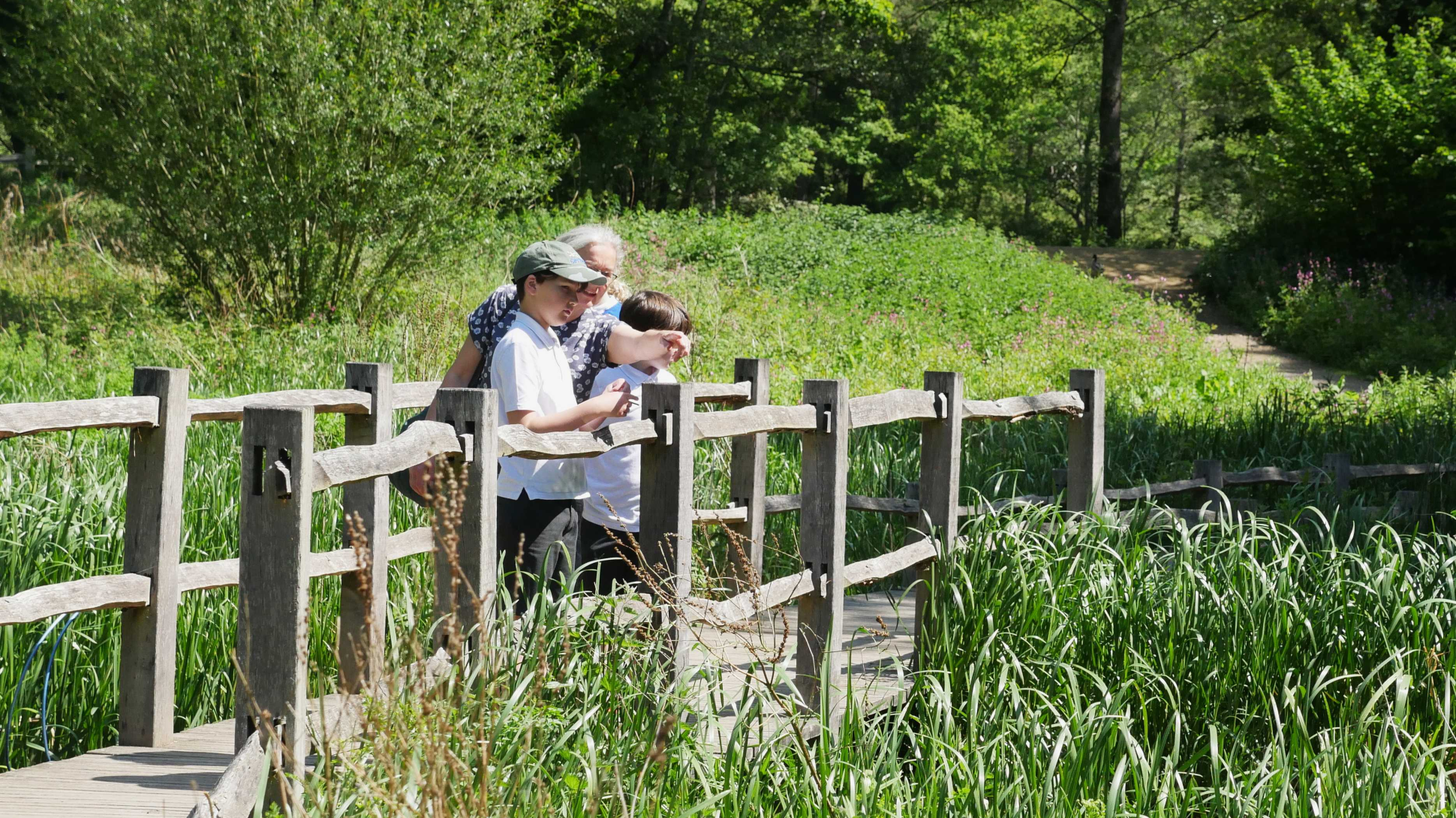 A group of people on a wooden bridge pointing at the reeds below