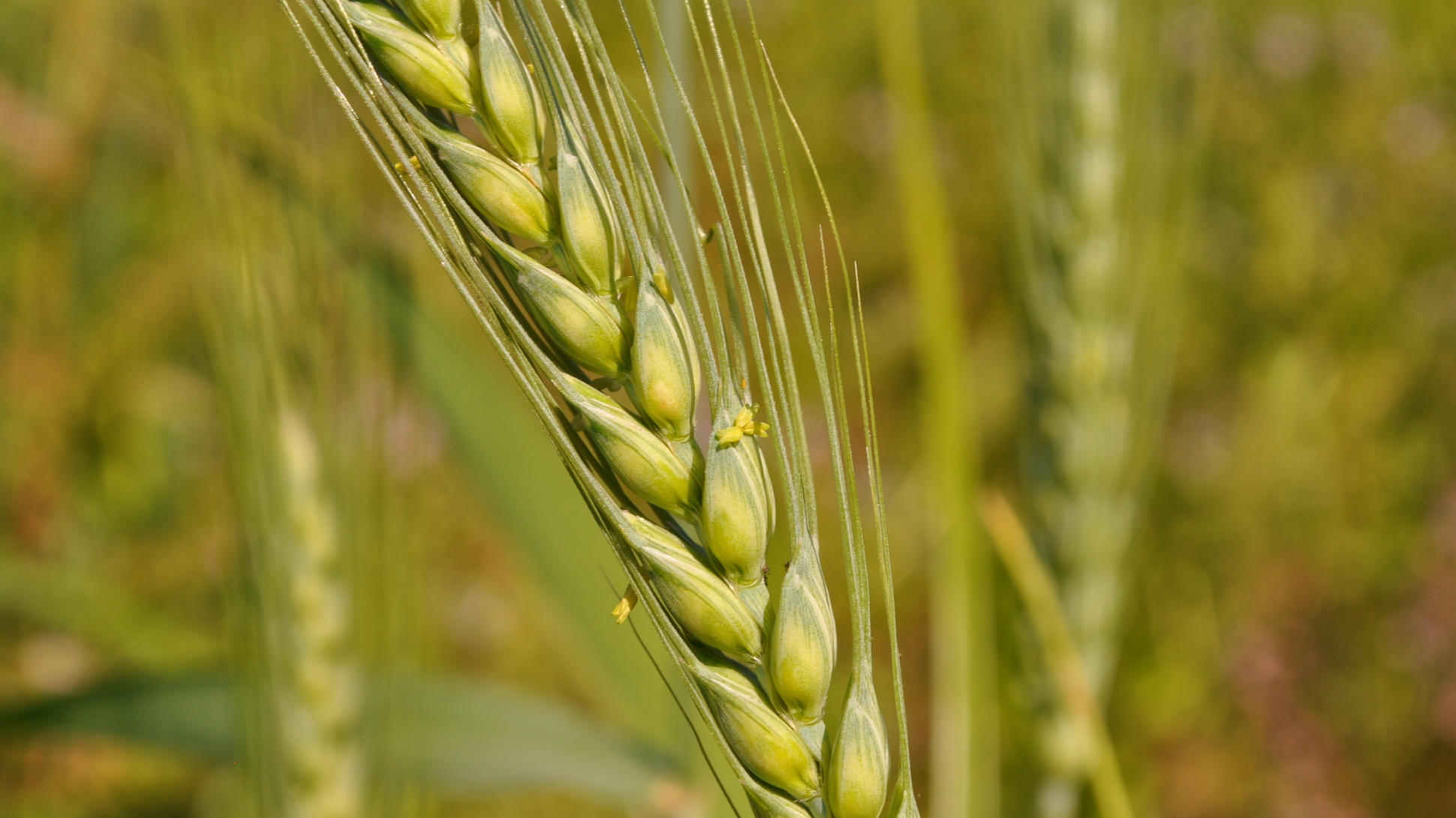 A green brown ear of wheat in a field