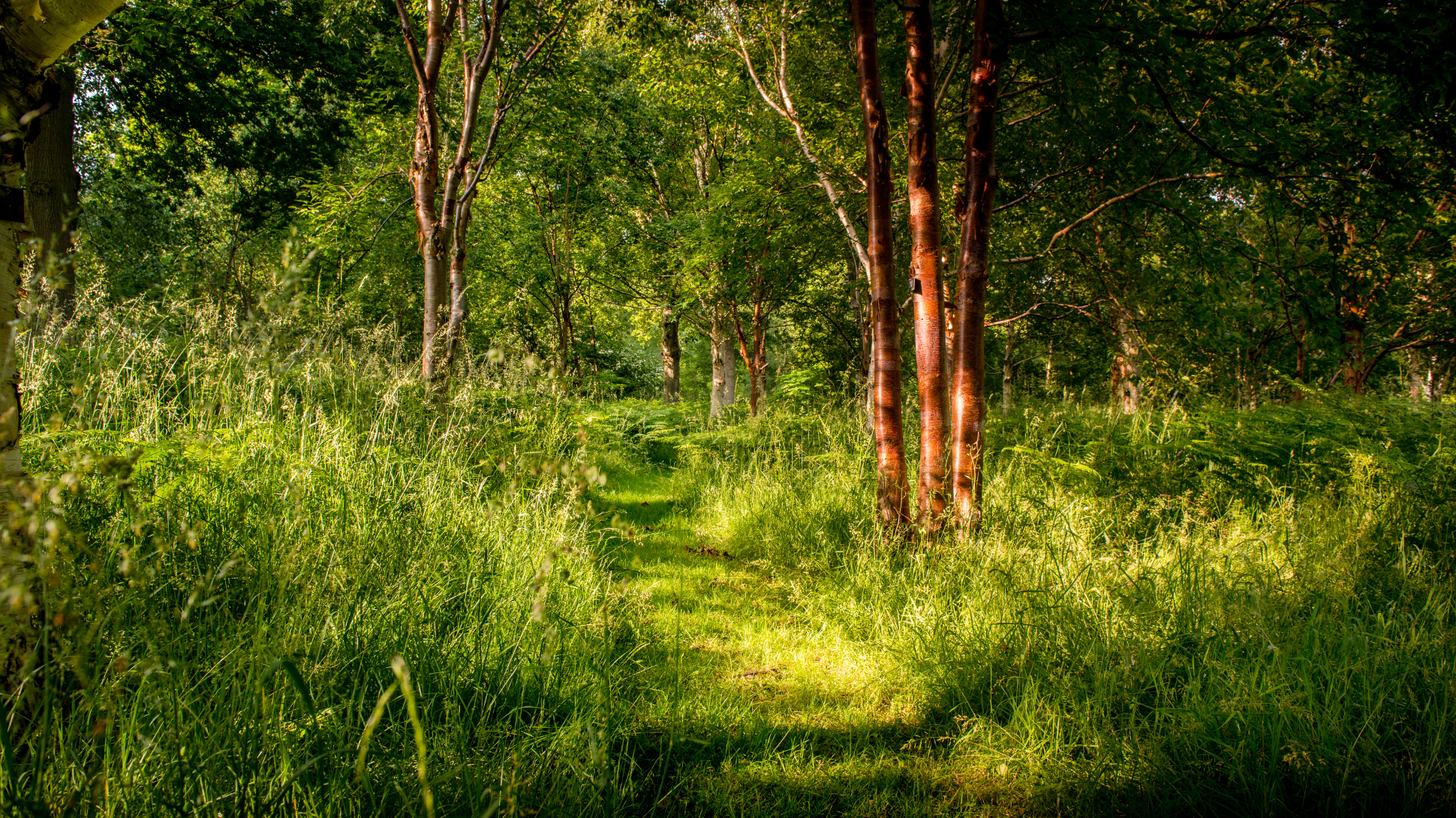 A path through a woodland with high grass