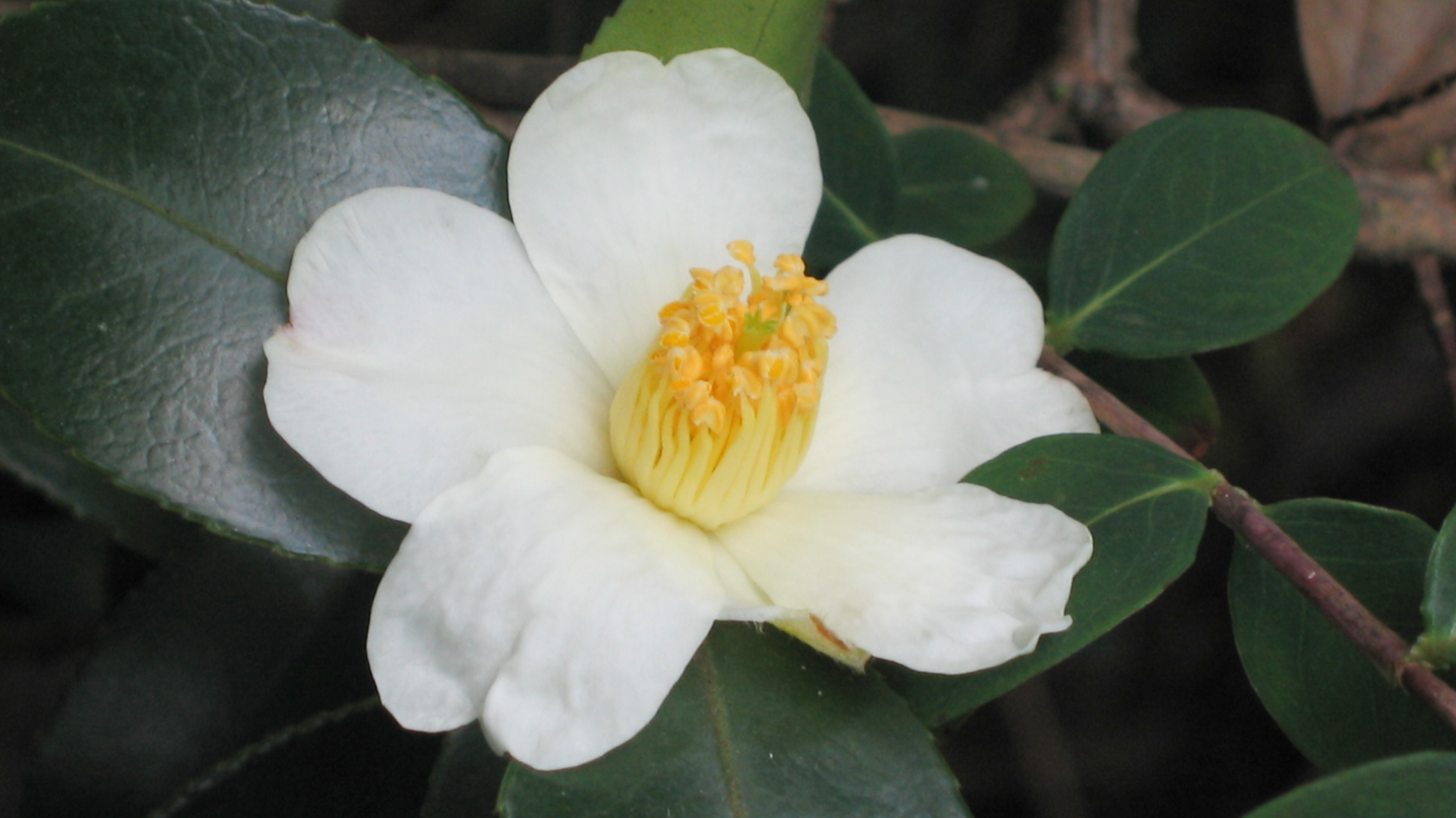A white flower with a yellow centre