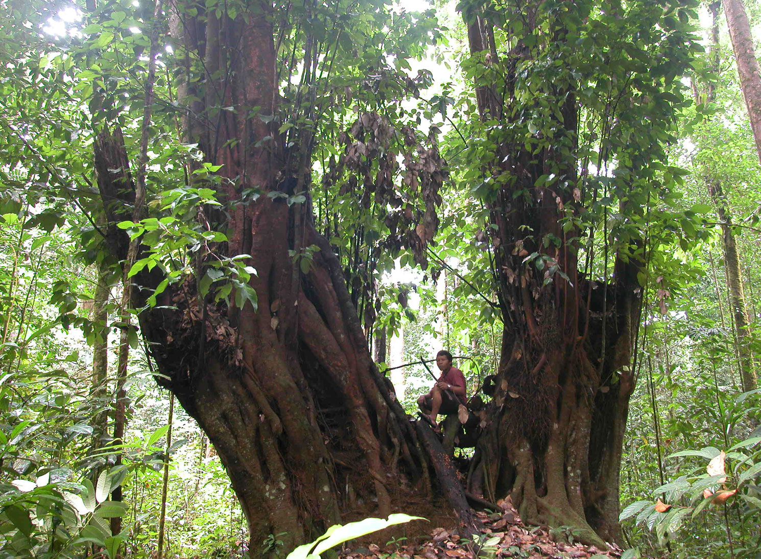 A very large Dicymbe corymbosa tree in a forest. There are two thick trunks with a person sat in the middle 
