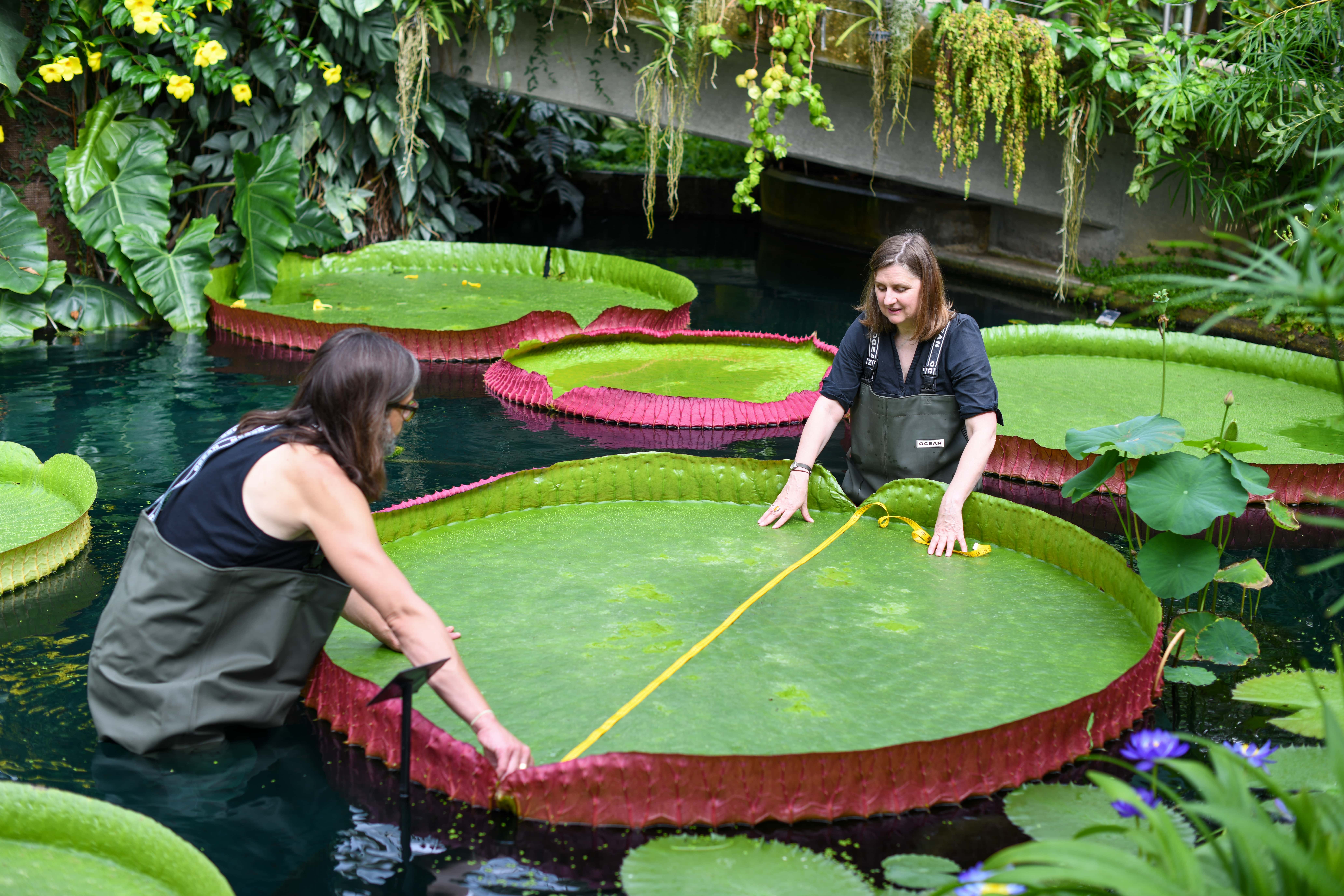 Two people measuring a lily pad at Kew
