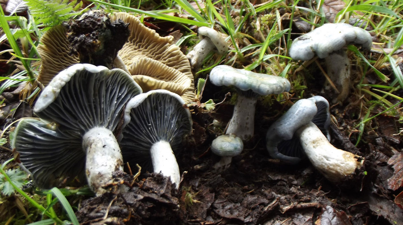 Seven Lactarius indigo. They are grey with gills and have fallen over in the muddy grass 
