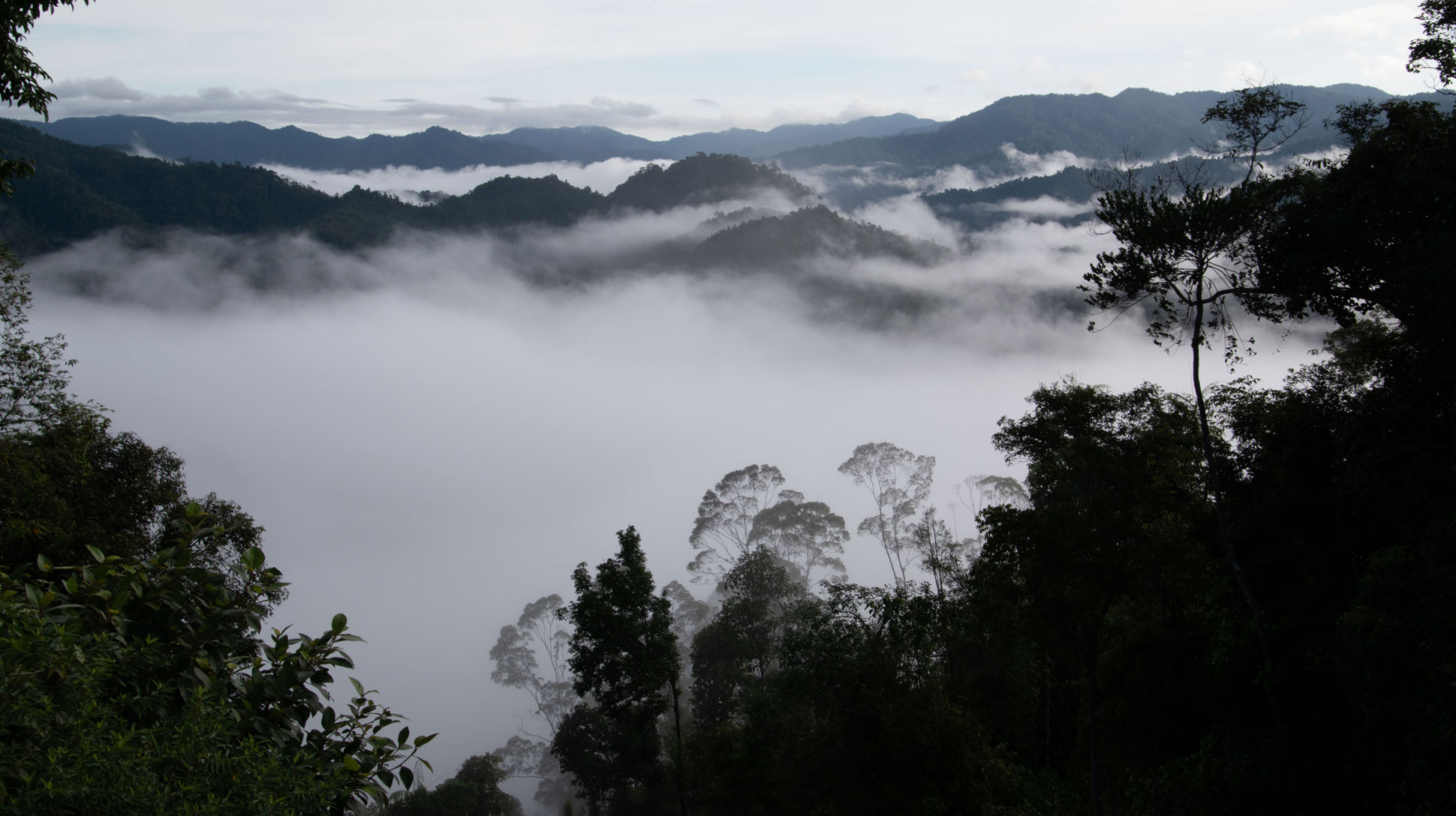 Looking down and across a very cloudy tropical forest in Borneo. Rolling mountains of dark forest are covered with low lying clouds. The peaks of small mountains peep from the cloud.