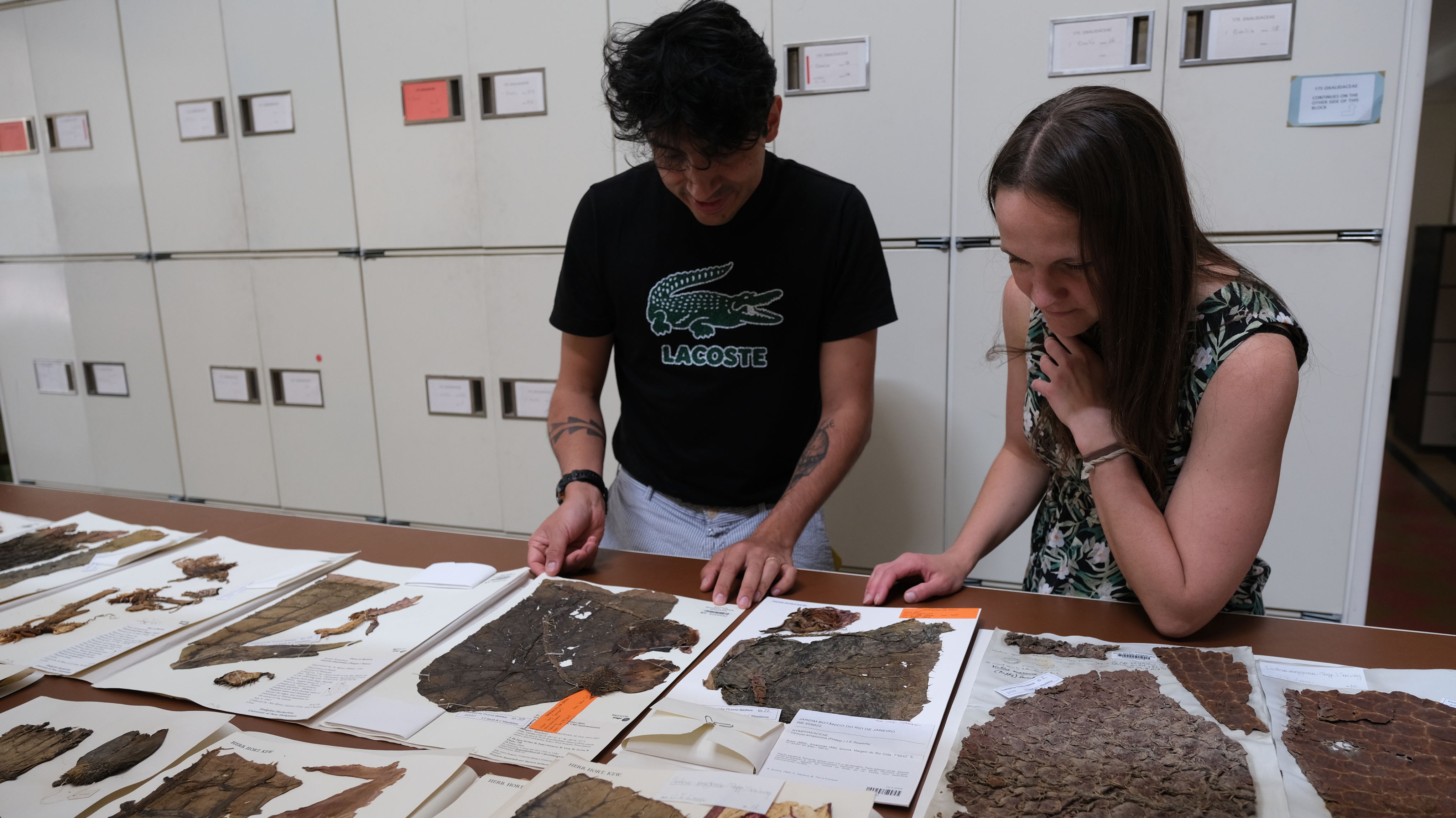 Two people inspecting dried plant specimens