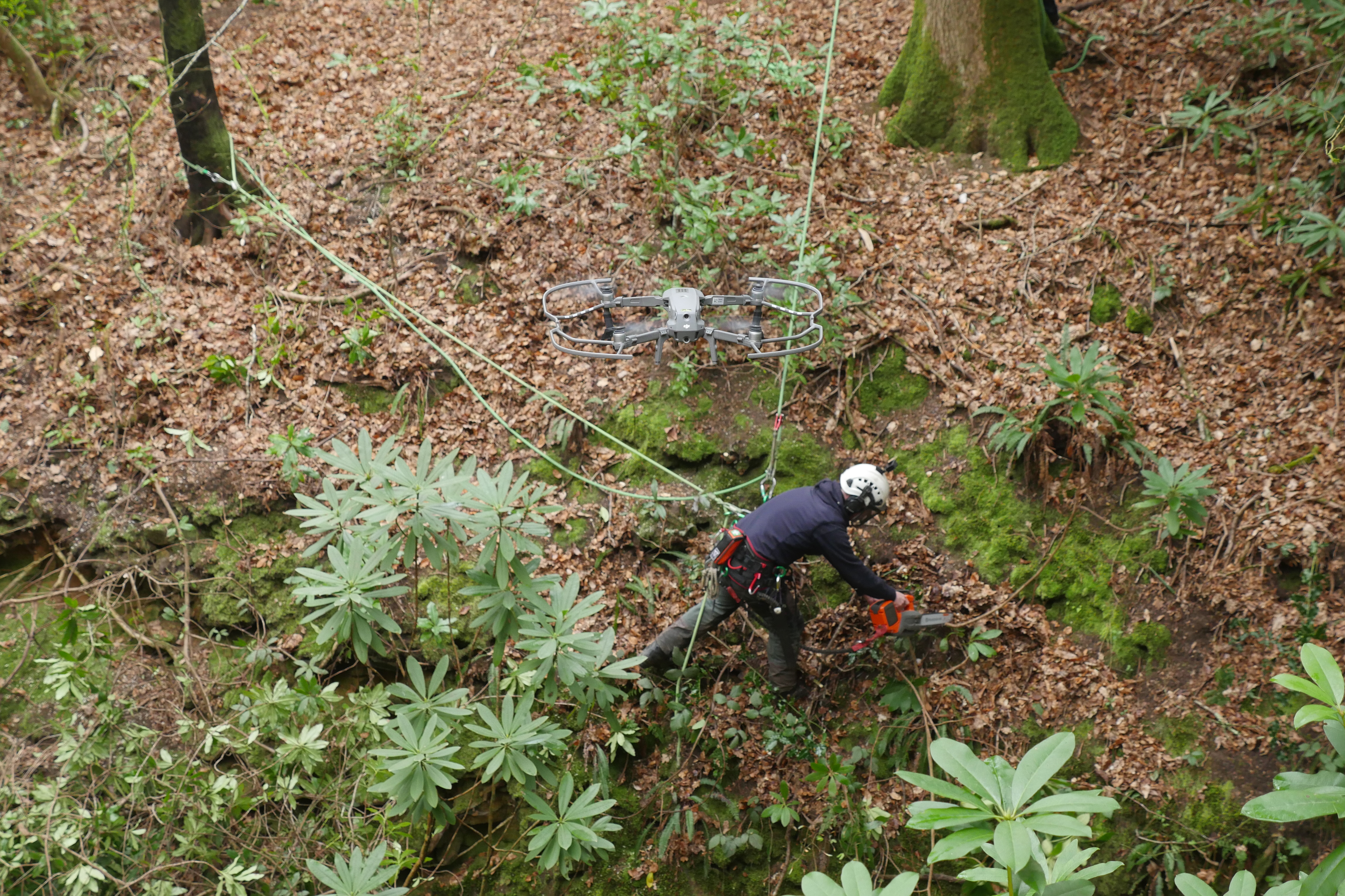 Man with a chainsaw cutting back invasive rhododendron