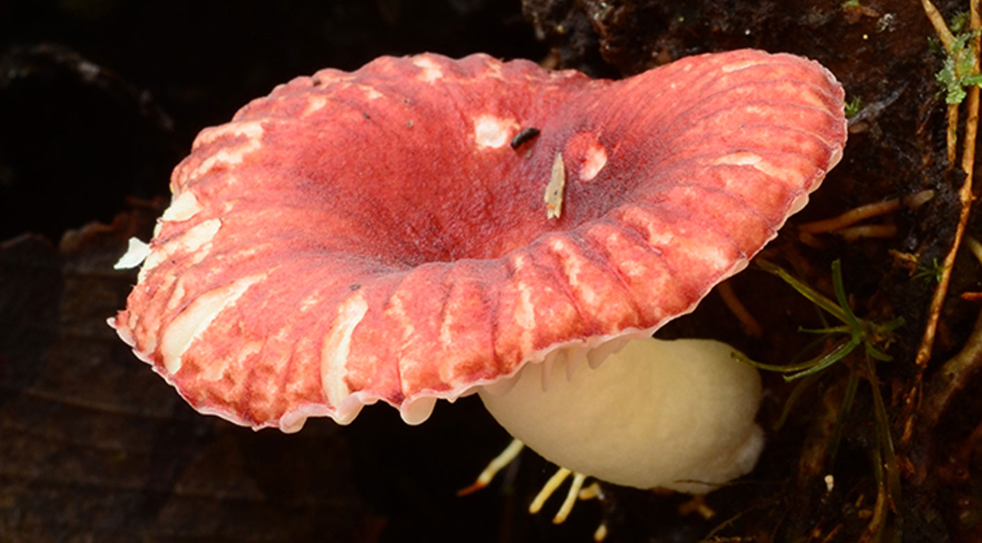 Russula rubroglutinata. The fungus has a bright red round cap with a sunken area in the middle. The stalk is thick and a creamy colour.