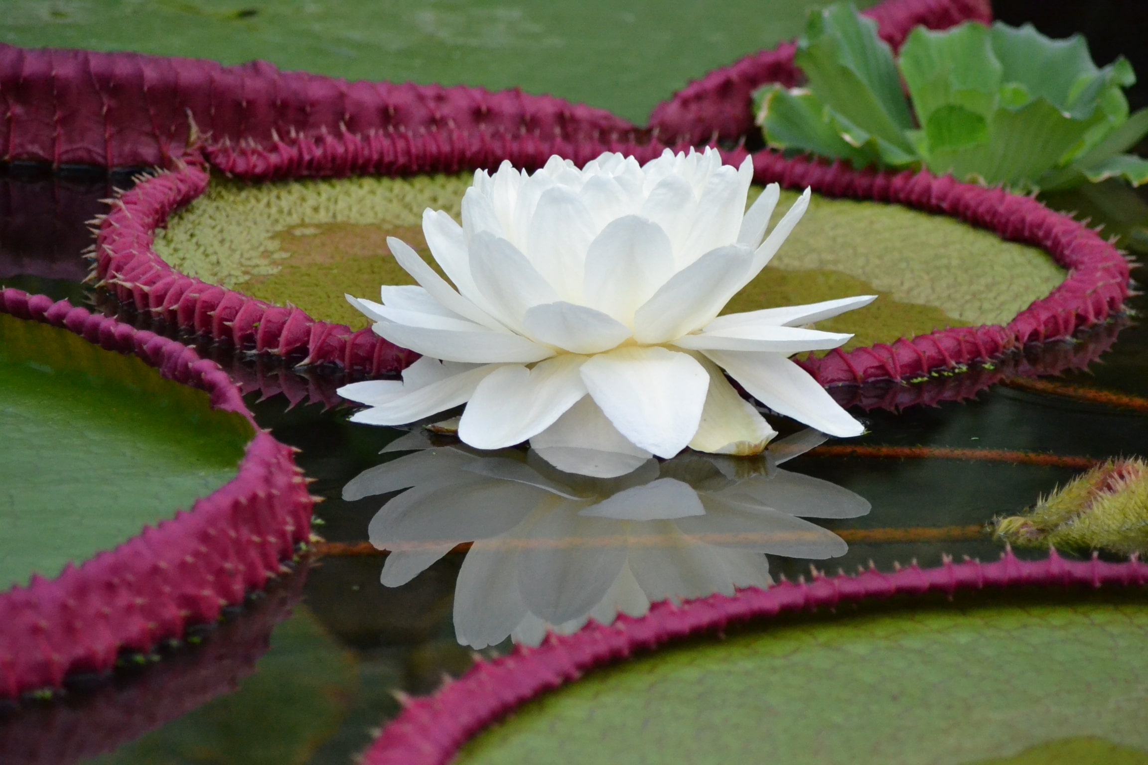 Large white flower surrounded by giant waterlily pads