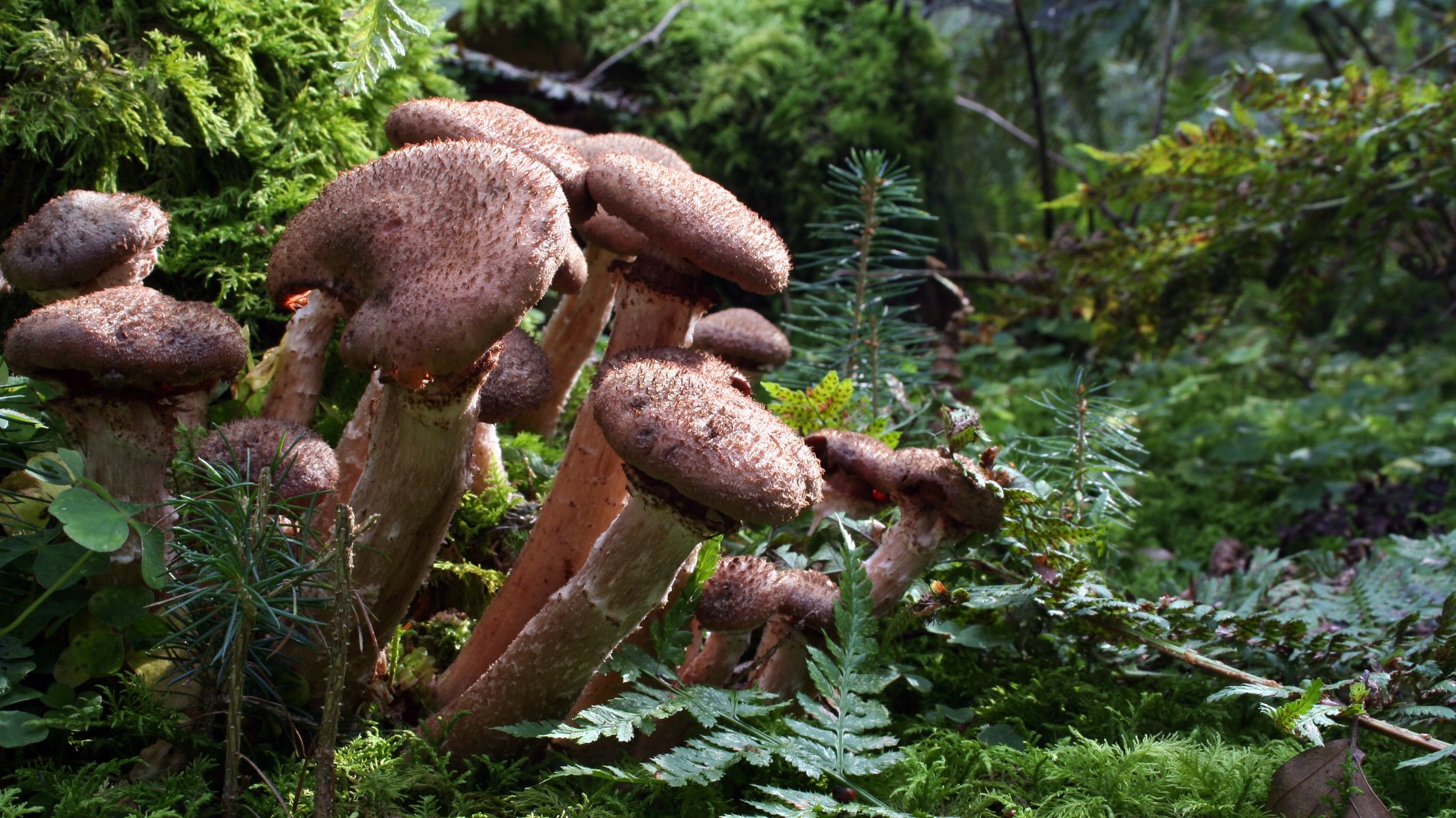 A brown cluster of mushrooms growing in a green forest dell