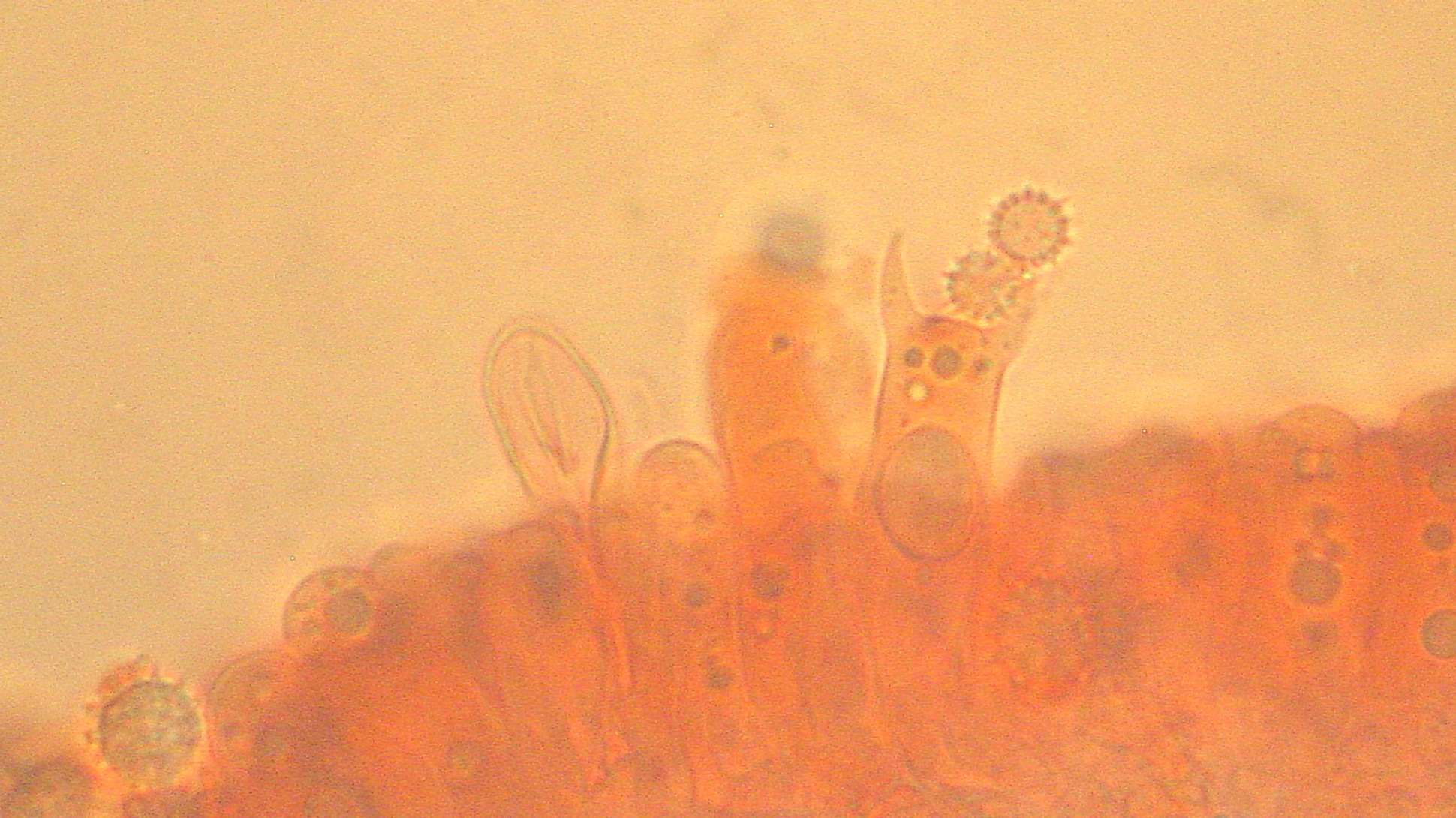 A semi-transparent image of a spore