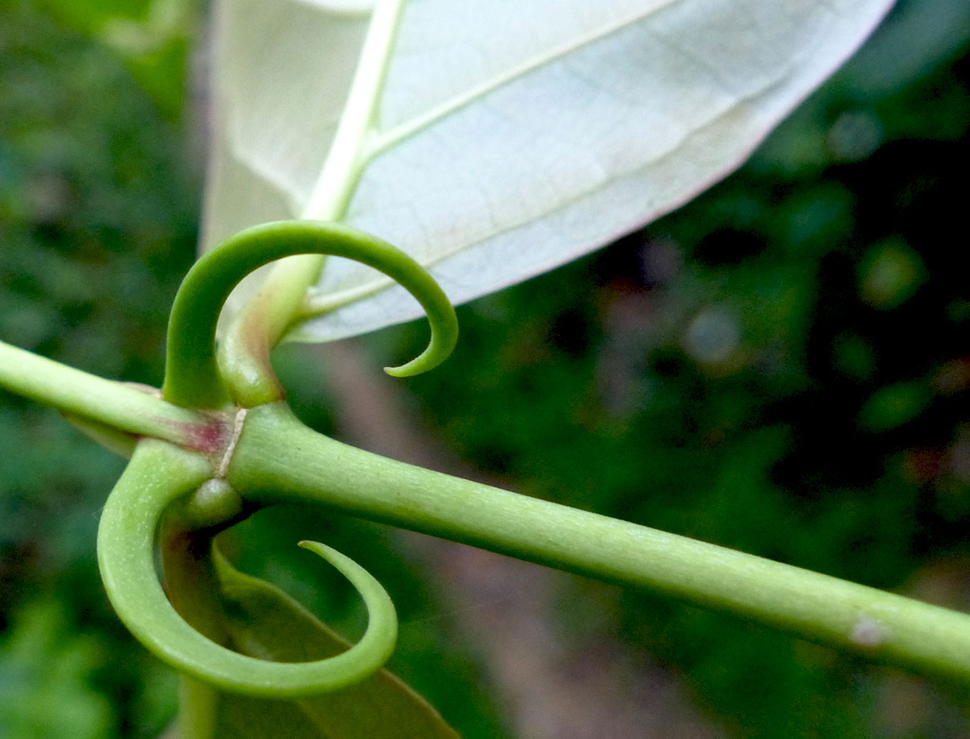 Close up of Uncaria guianensis. A white leaf extends off two claw-like green thorns