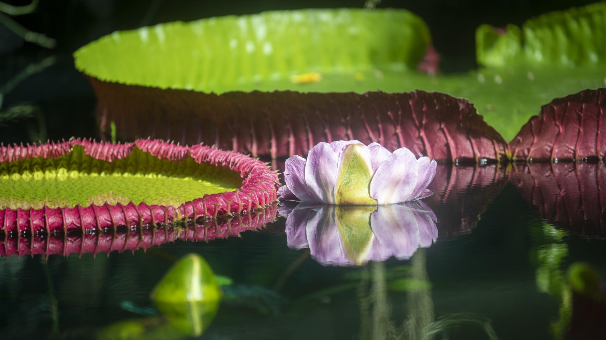 Prickly leaves and large, pink flower of giant waterlily