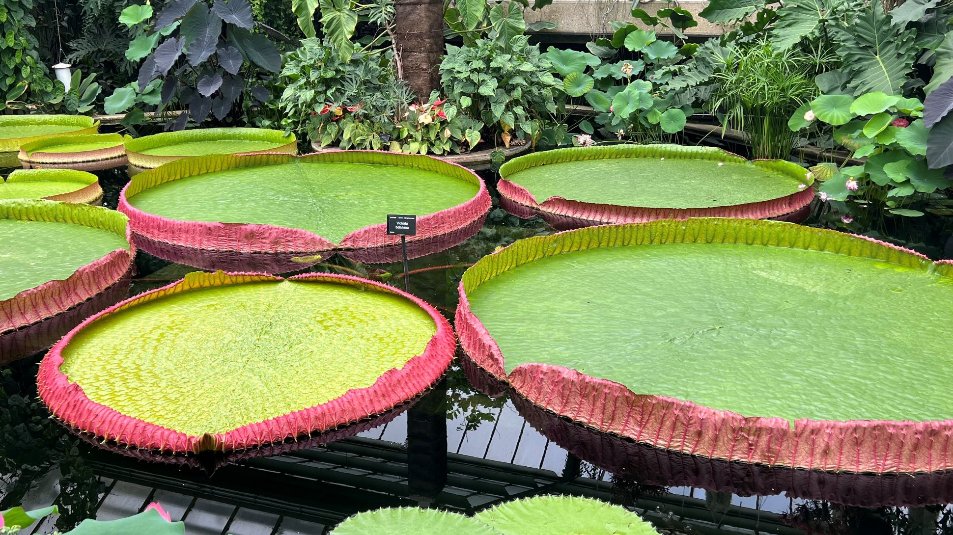 Several large green waterlilies on the surface of the water surrounded by other plants