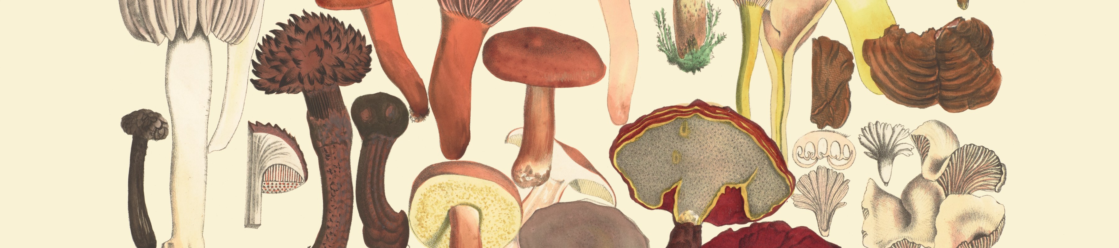 An illustration of several different kinds of fungi