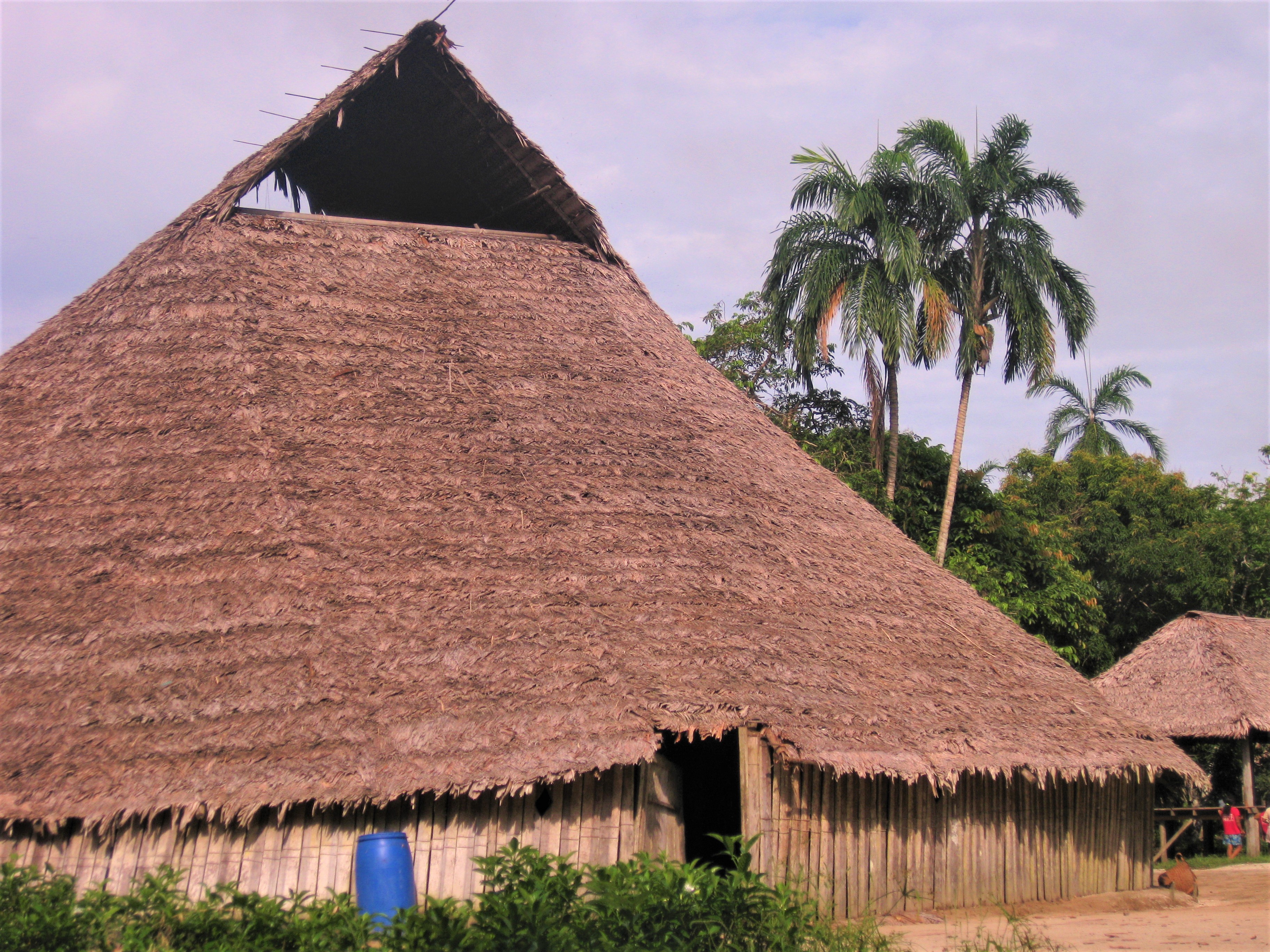 Amazonian thatched roundhouse with palm trees behind it