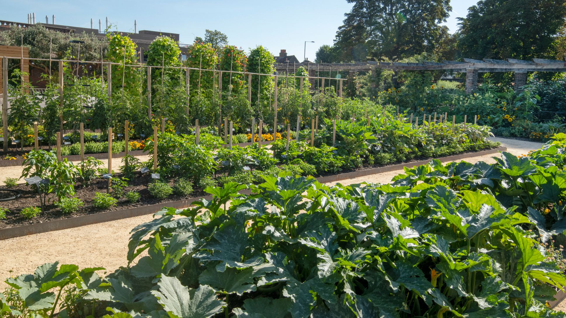 A kitchen garden with many green crops, with beans climbing in the background