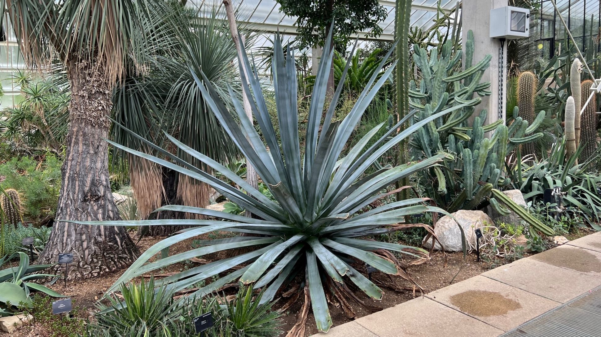 A large spikey blue-grey plant growing in a glasshouse