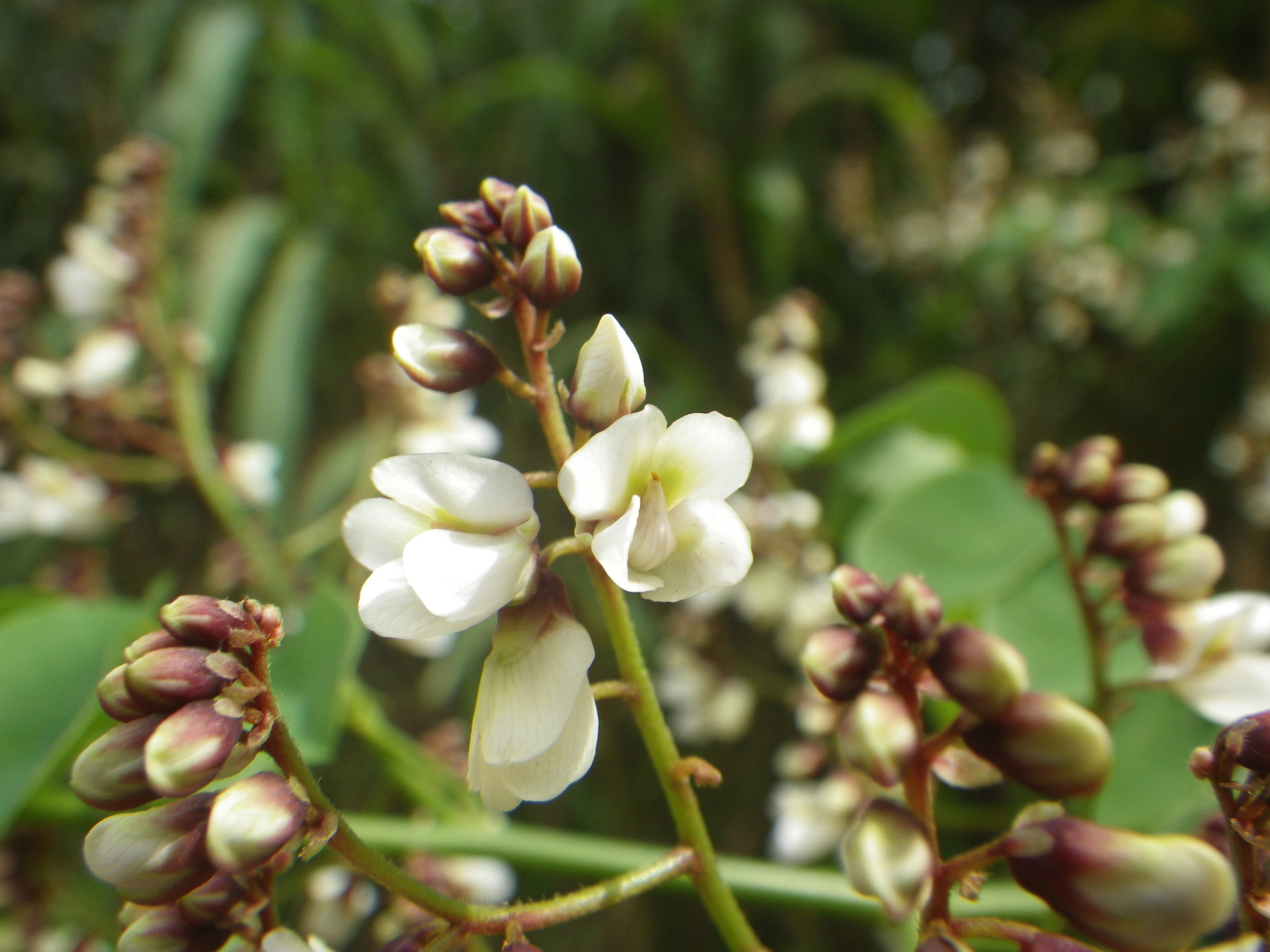 Close up of white Dalbergia saxatilis flowers and flower buds on a stem