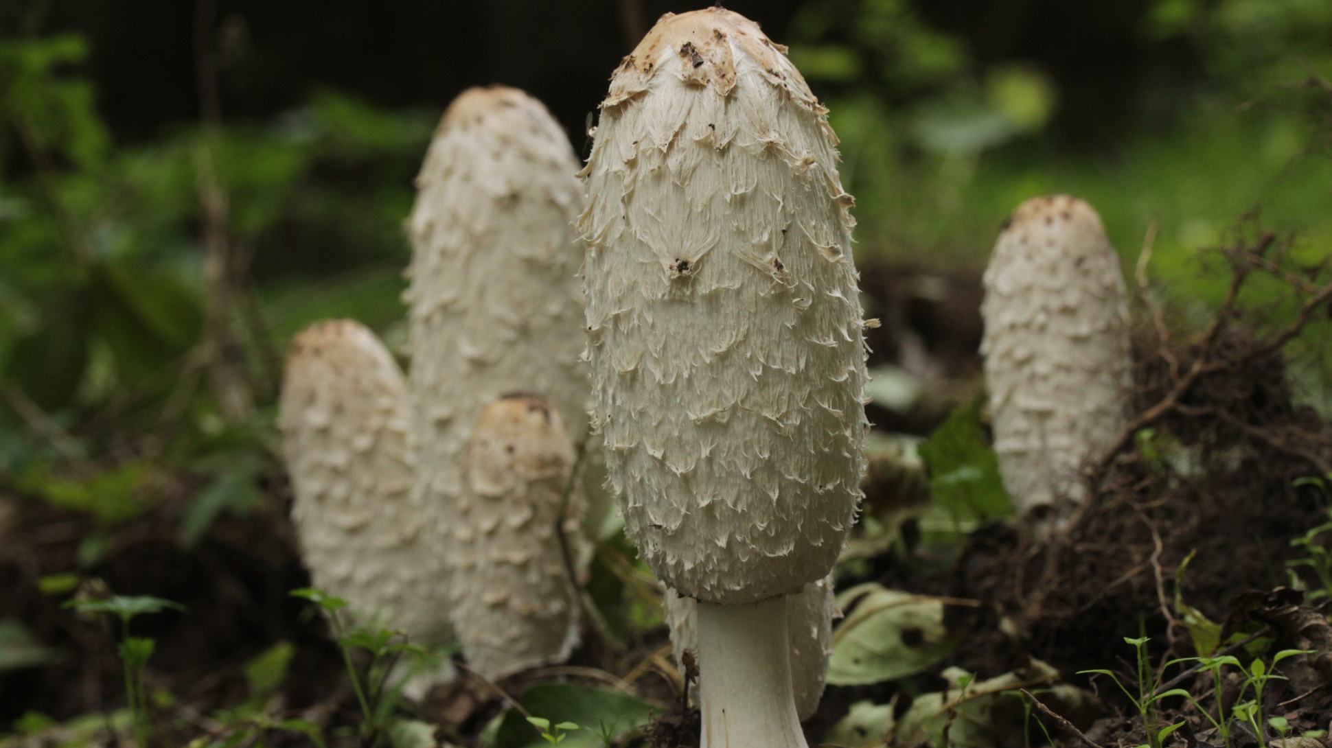 Four tall white mushrooms