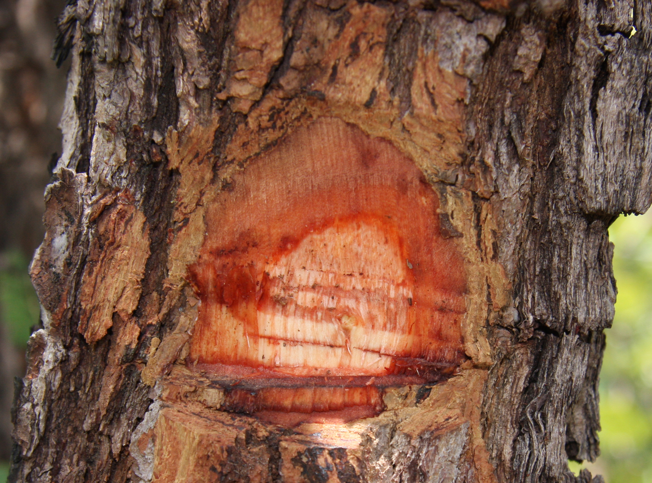 Close up of a tree bark showing Dalbergia miscolobium wood