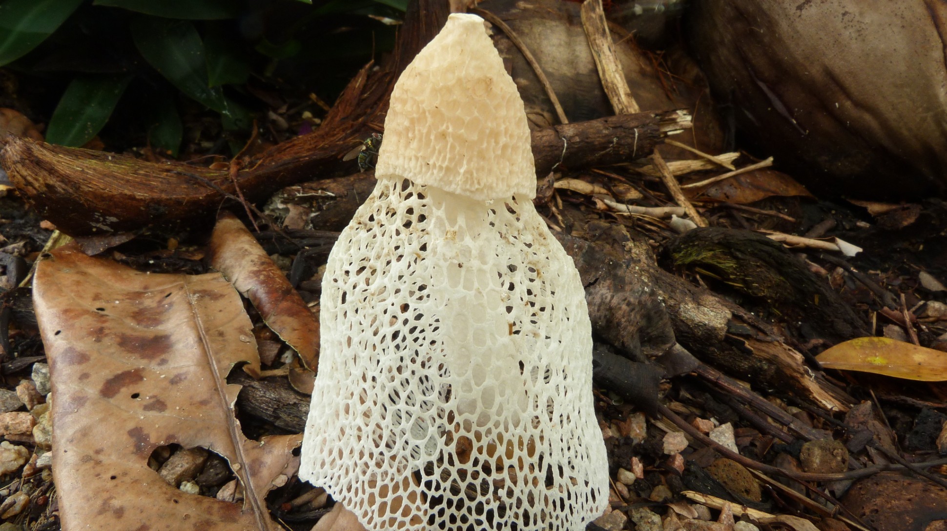 A tall white fungus with a net-like structure hanging from its top