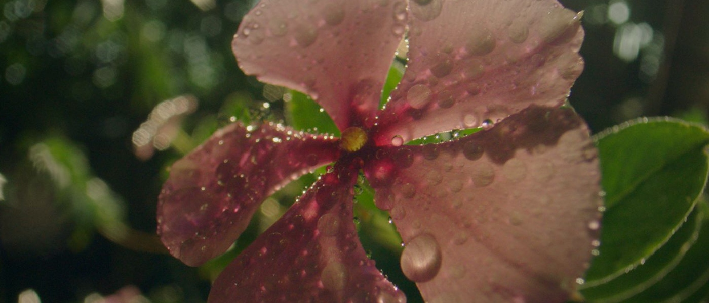 Close up of a delicate pink flower with water droplets on petals