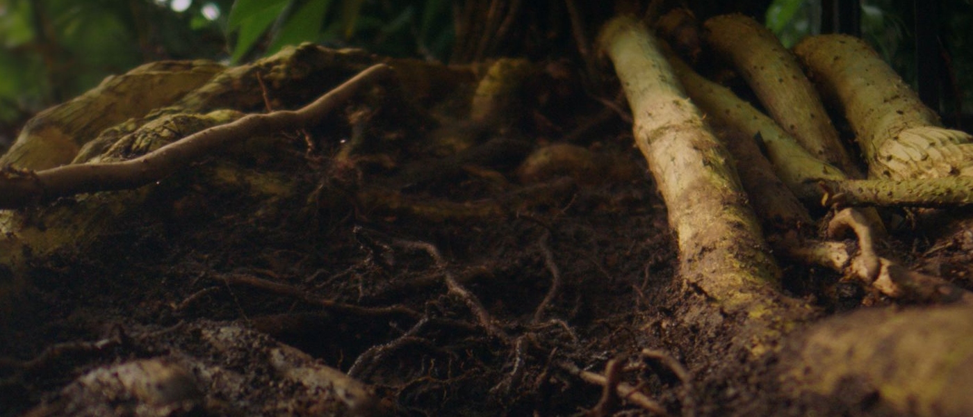 Close up of roots in soil