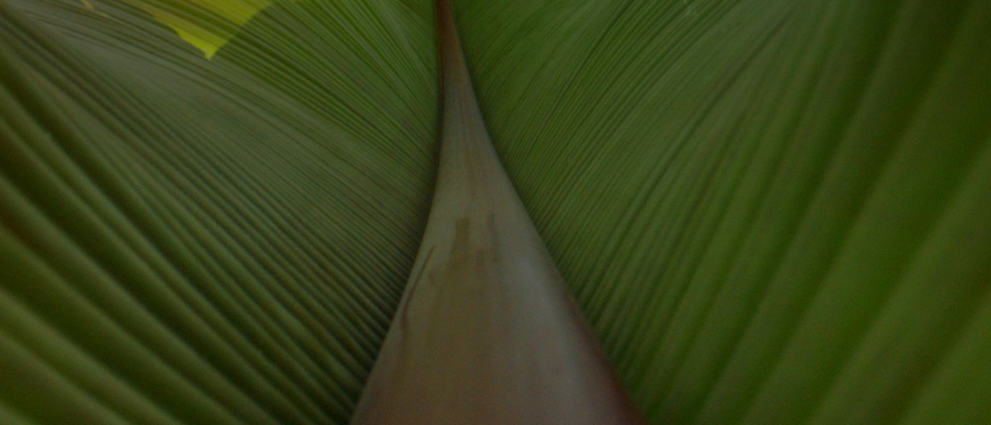 Close up of a leaf with midrib
