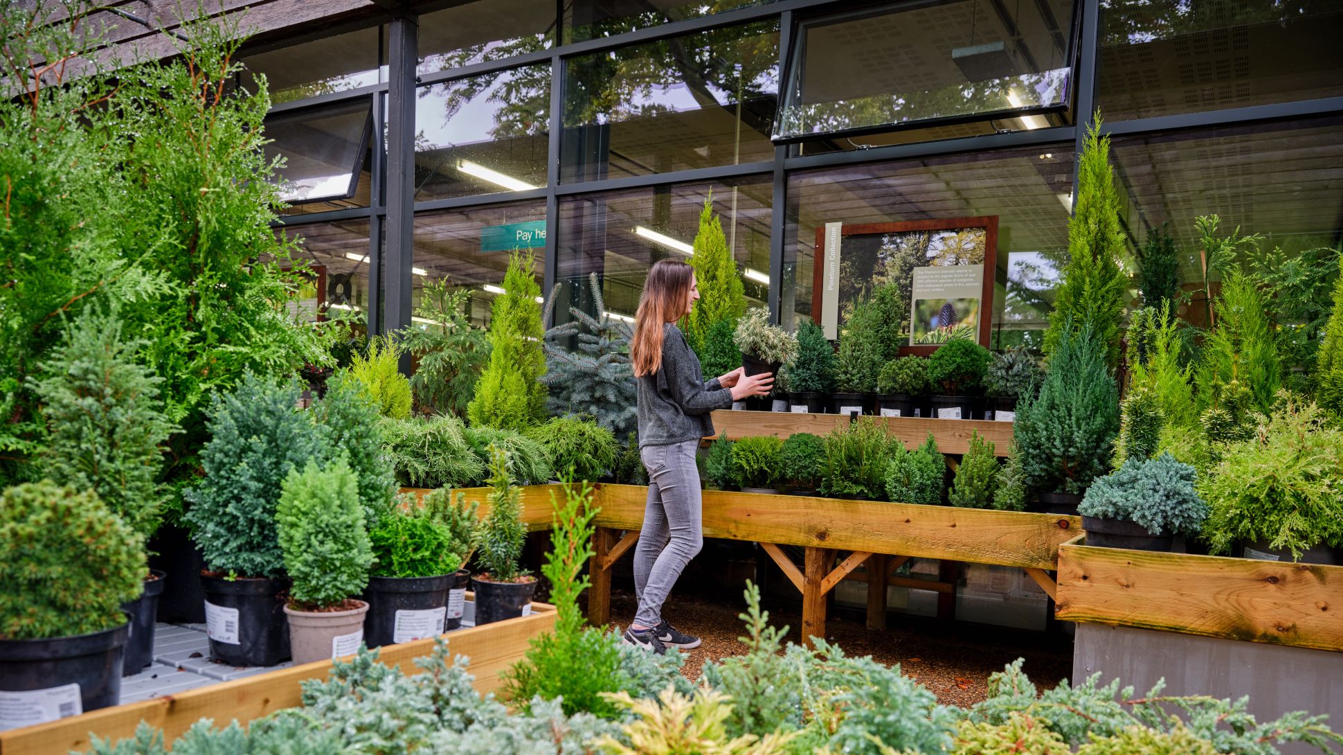 A person looks at evergreen plants for sale on benches
