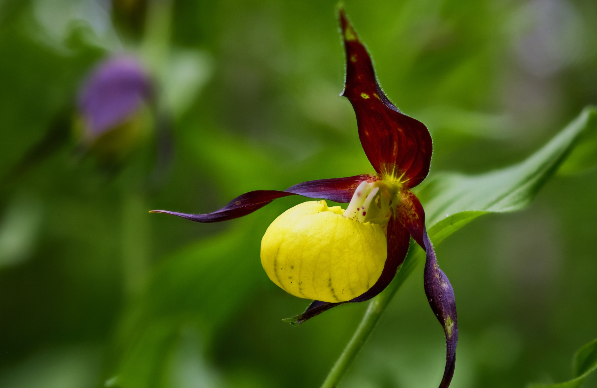 Lady’s-slipper orchid with slipper-shaped pouch with elegant maroon-brown ribbon-like petals