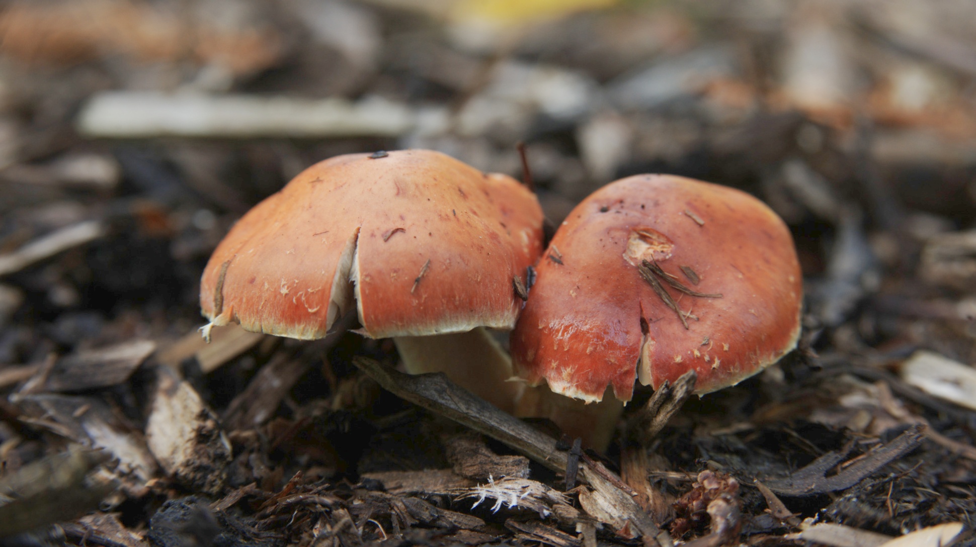 A reddish brown pair of mushrooms growing from the ground