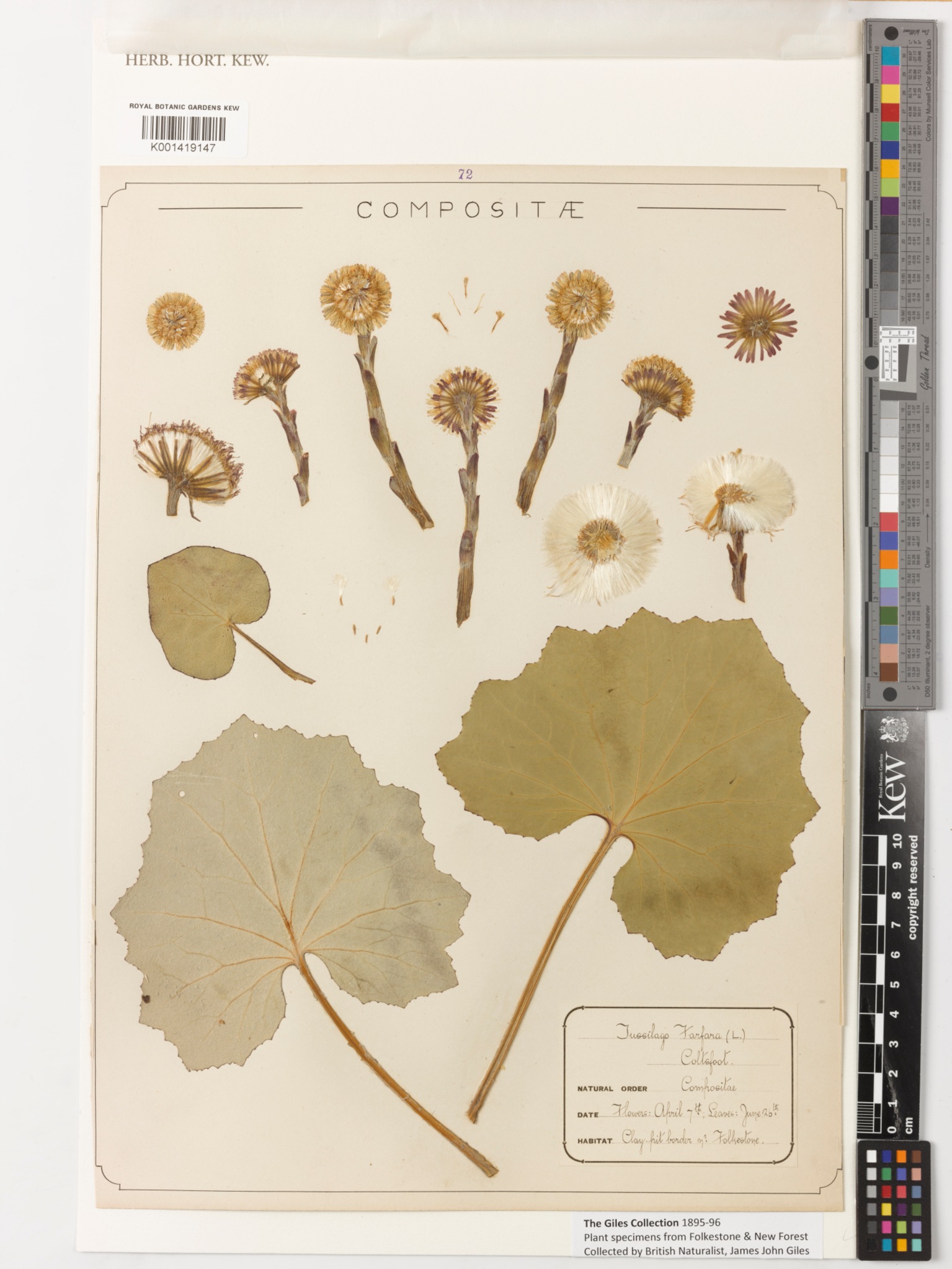 Dried pressed coltsfoot specimens mounted on herbarium paper