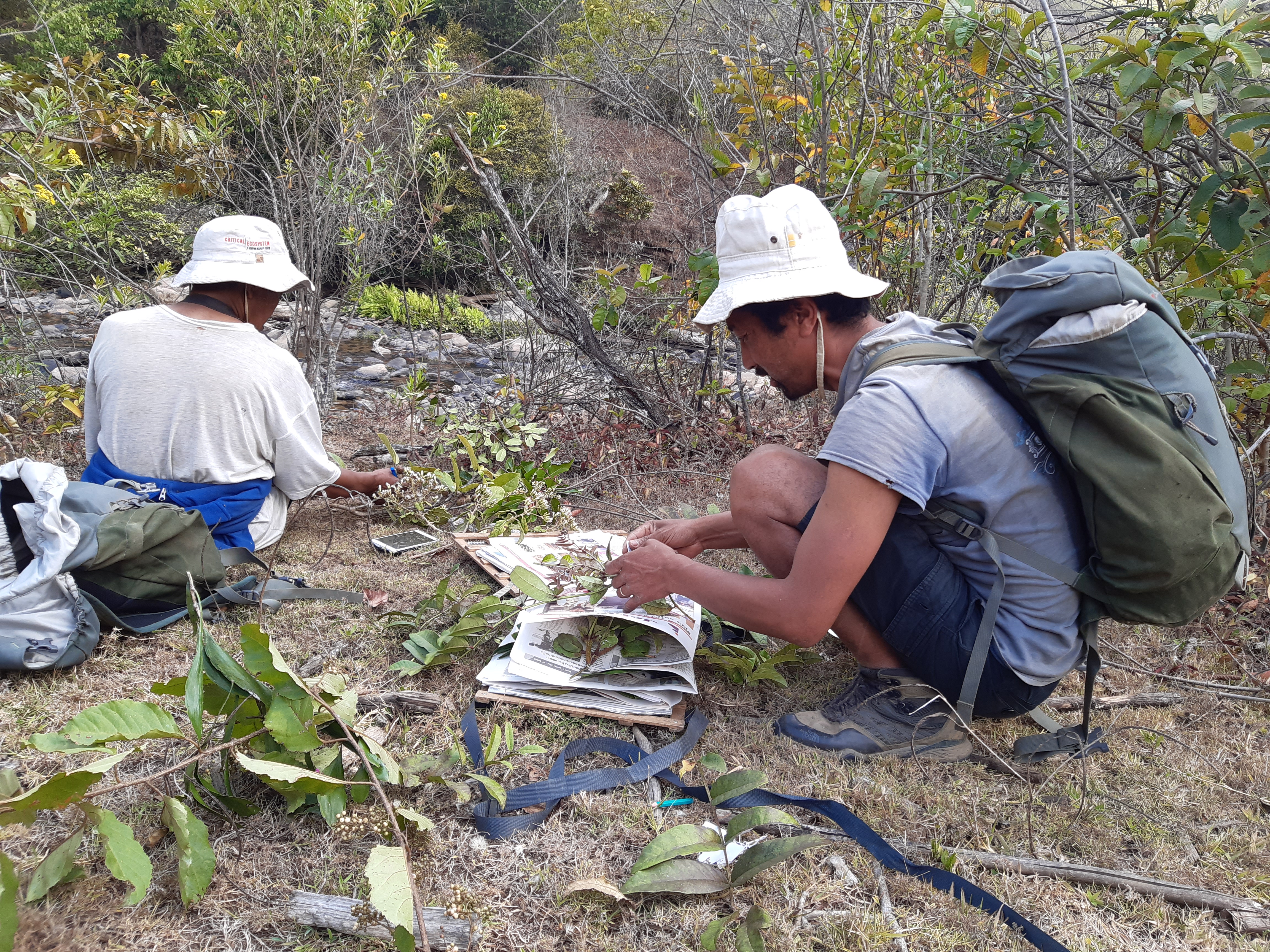 Two members of the expedition team are crouched among grassland and bushes collecting plant specimens. Each is carefully wrapped for the onwards journey. 