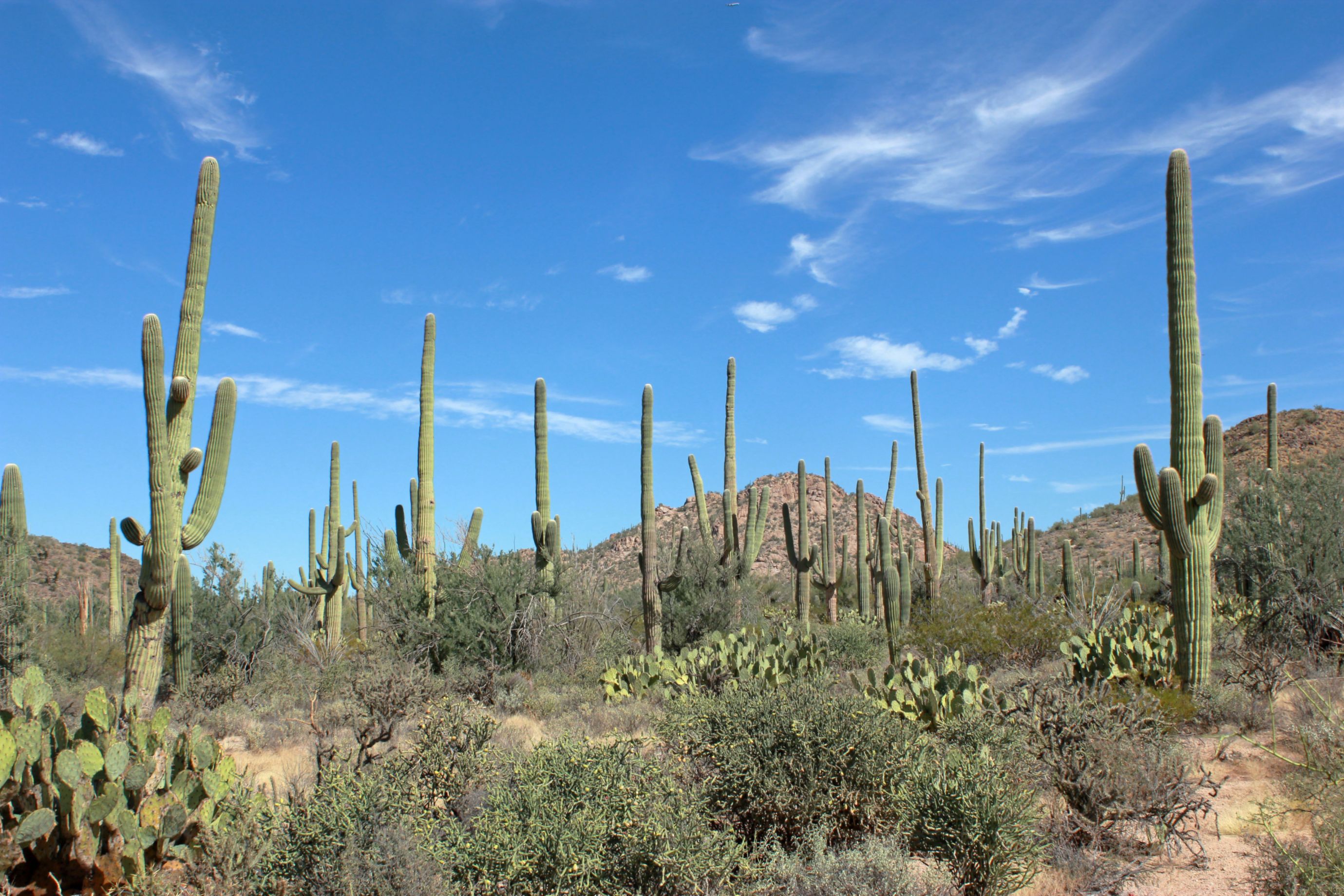 A forest of green cacti against a blue sky