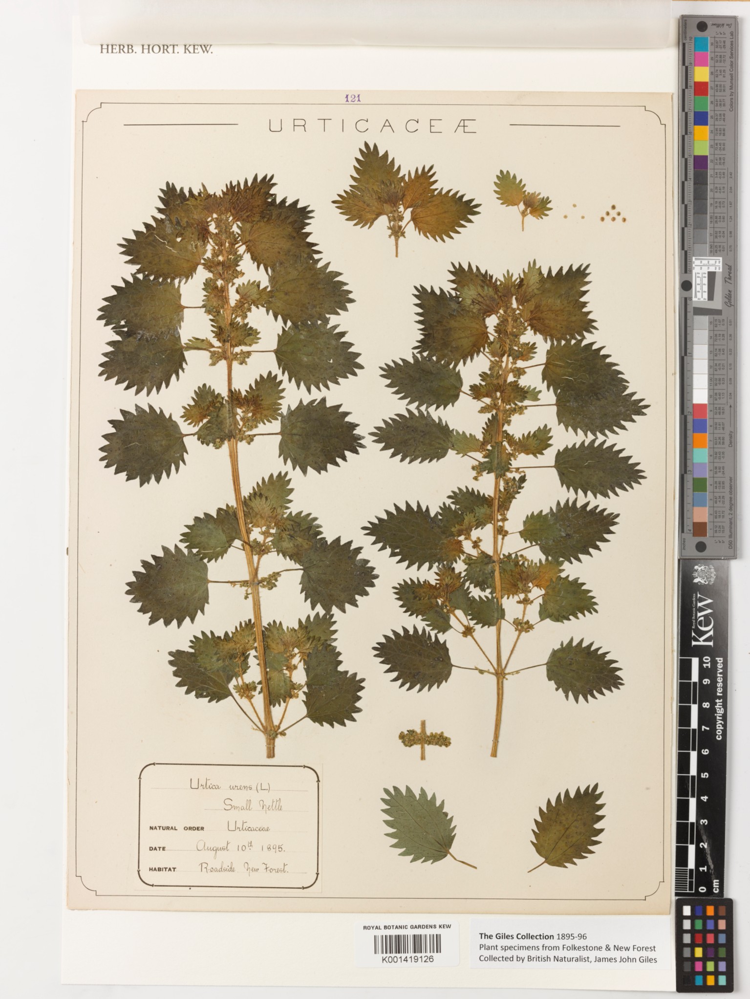 Dried pressed small nettle specimens mounted on a herbarium sheet