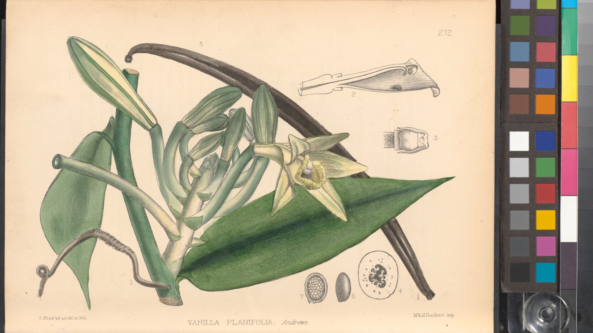 A green and yellow illustration of Vanilla planifolia, with a colour reference on the right handside