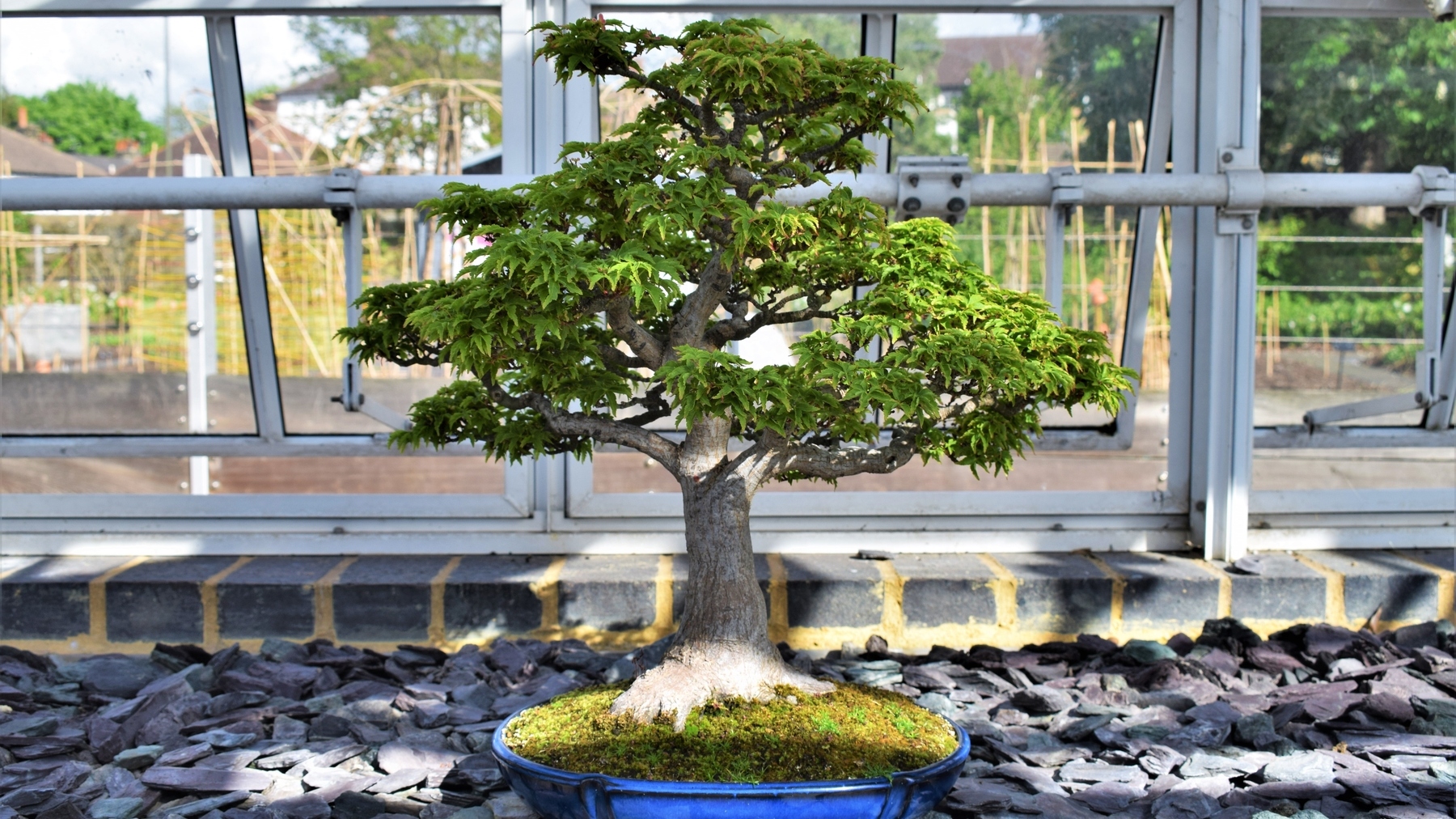 Japanese maple at Kew