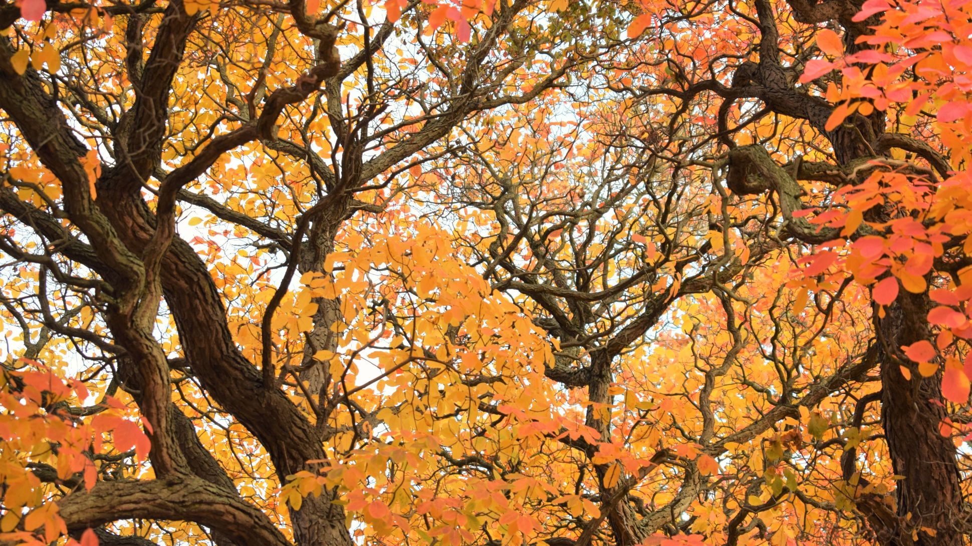 Autumn canopy of colourful leaves 
