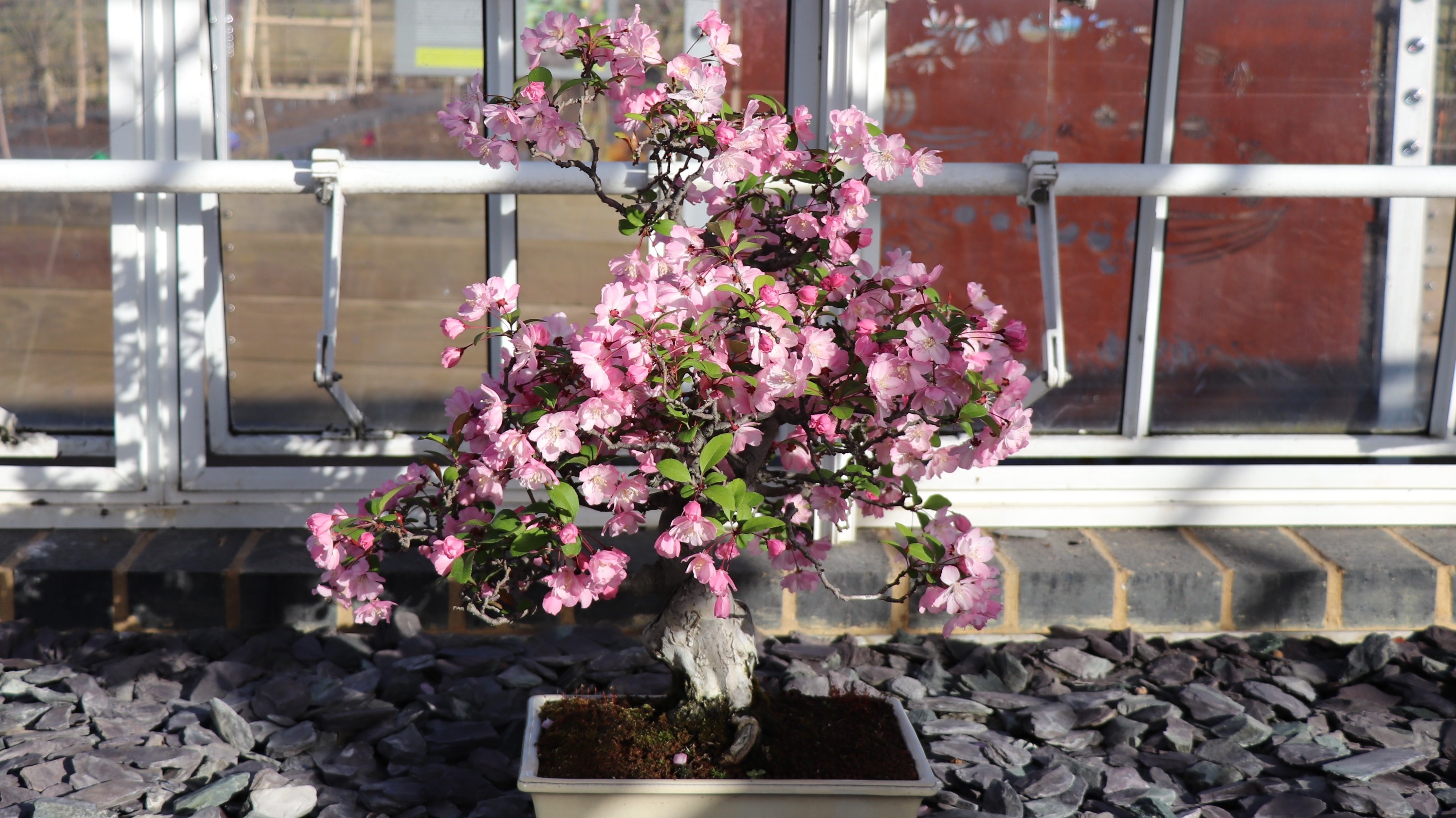 Pink blossom of bonsai Hall crabapple tree (Malus halliana)