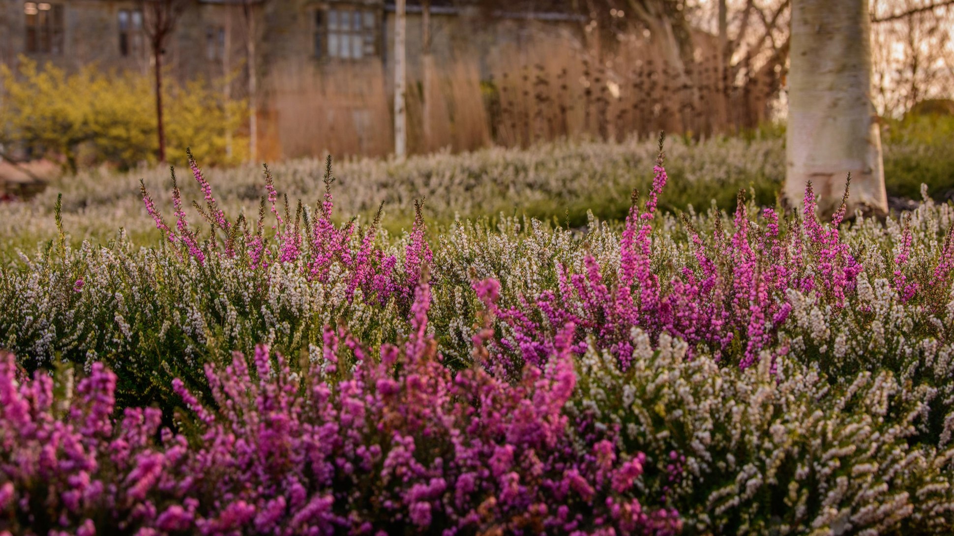 Purple and white heather flowers in the Winter Garden