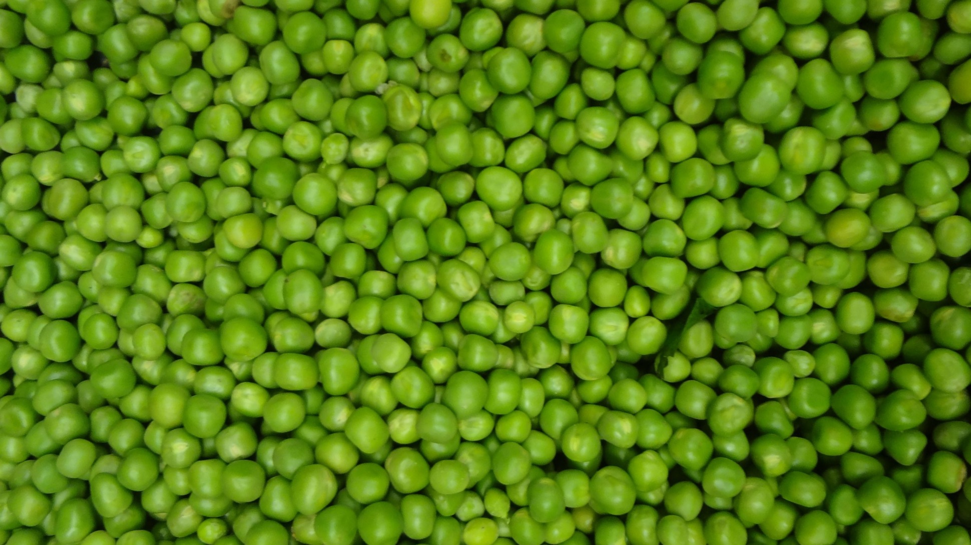 A close up shot of many green peas