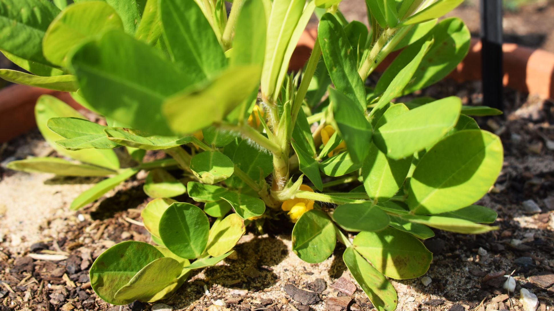 A leafy green plant with a small yellow flower near the centre