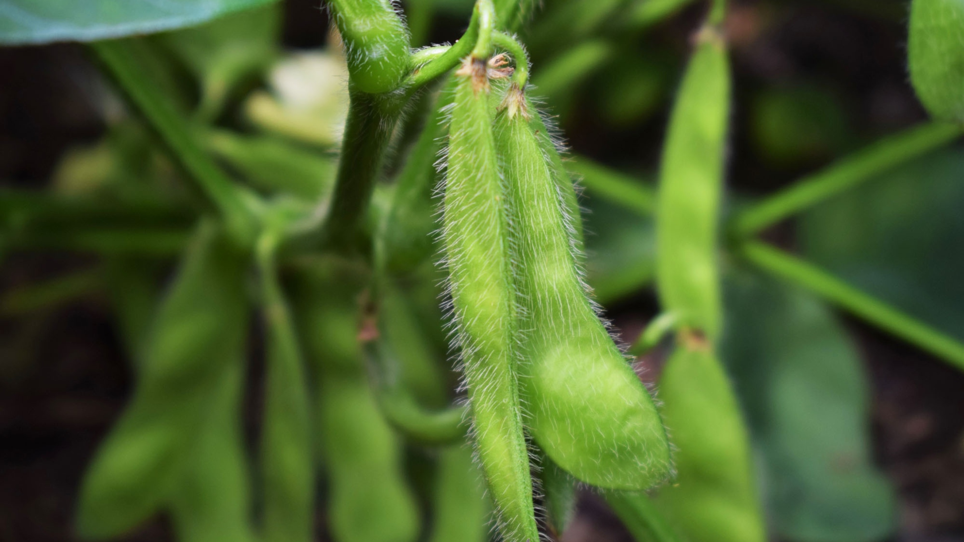 A pair of green furry soybean pods growing