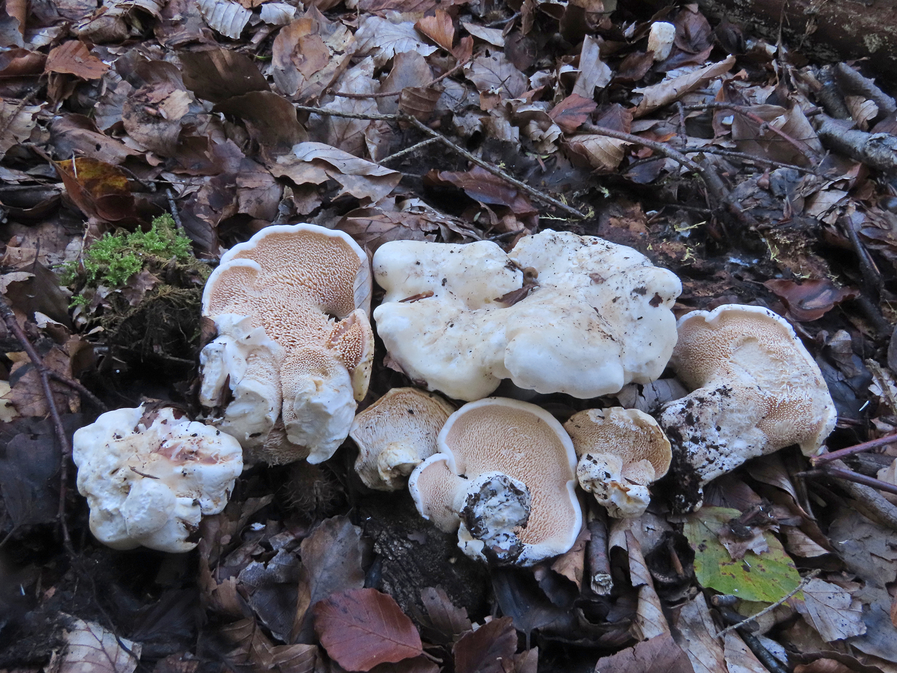 A white mass of fungus has emerged from soil and leaf litter, it has the shape of a popcorn kernel though is unlikely to taste the same.